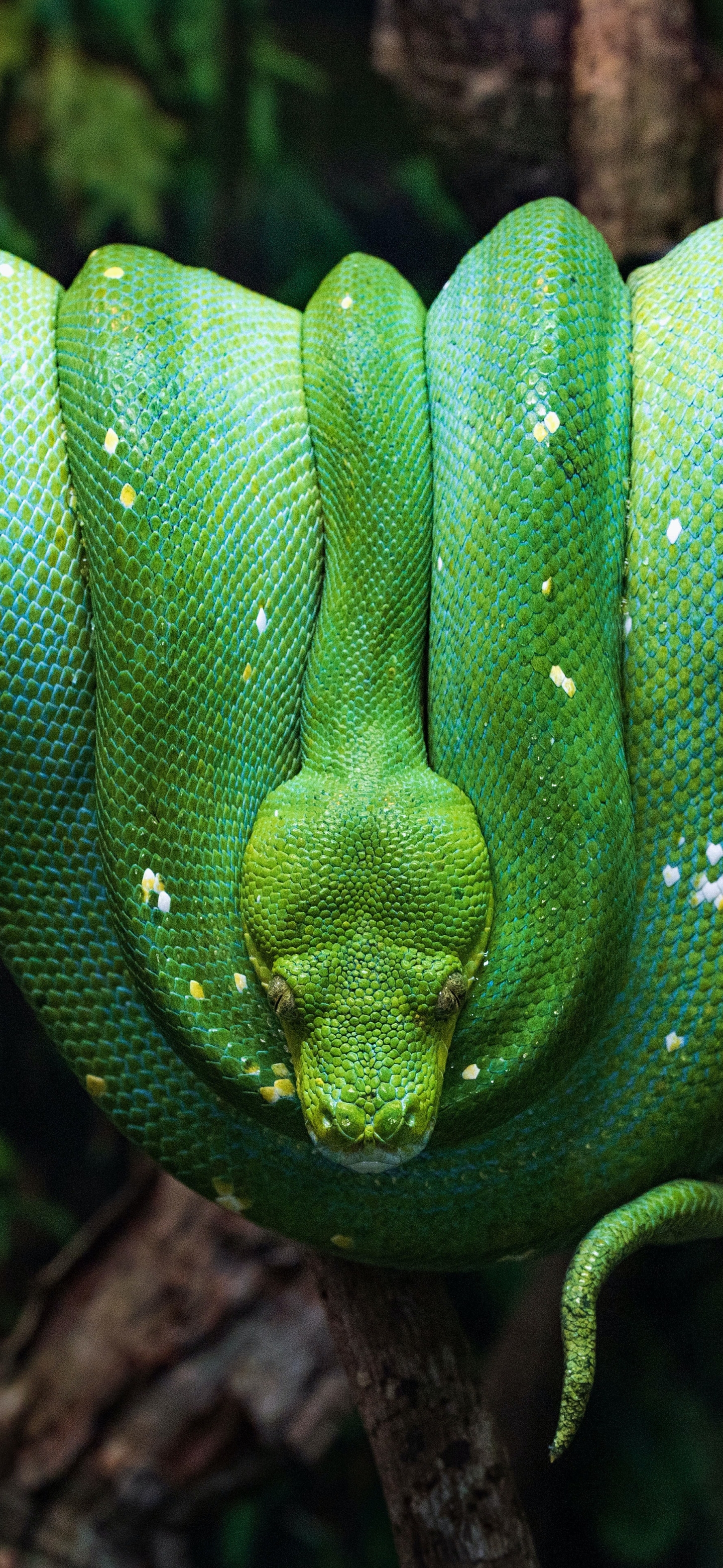 Descarga gratis la imagen Animales, Reptil, Serpiente, Reptiles, Pitón en el escritorio de tu PC