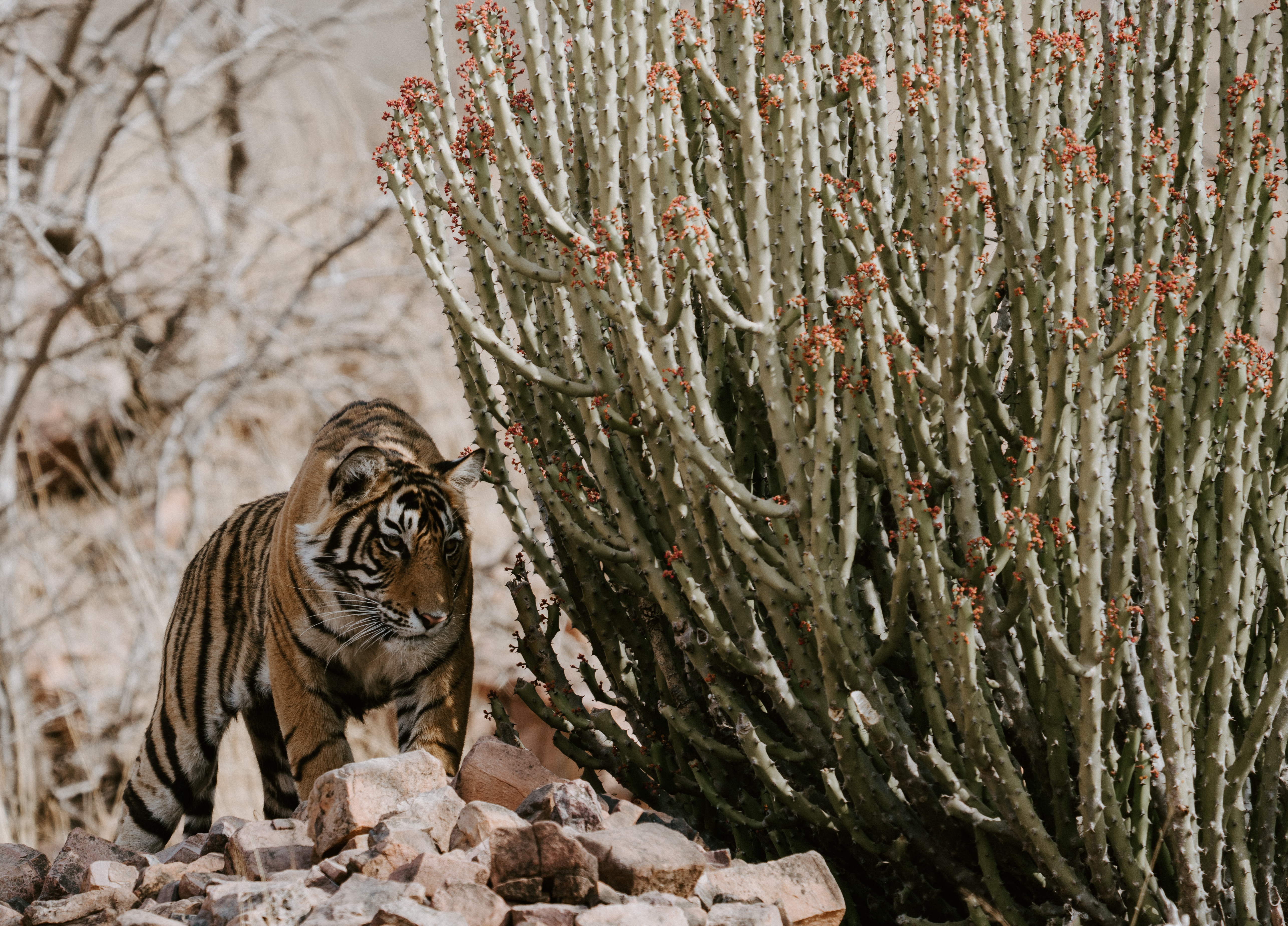 Laden Sie das Tiere, Katzen, Tiger-Bild kostenlos auf Ihren PC-Desktop herunter