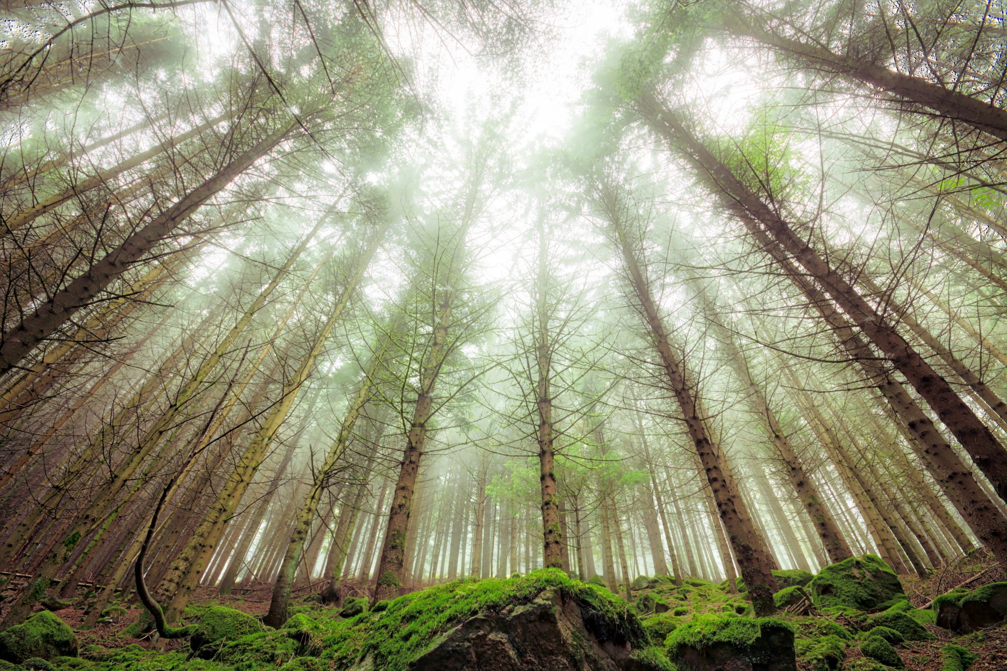 Free download wallpaper Nature, Forest, Tree, Fog, Earth on your PC desktop