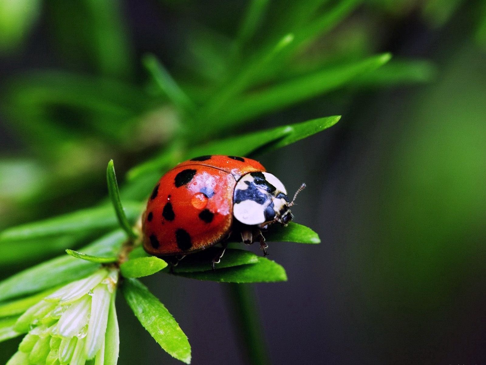 ladybug, grass, leaves, macro, color, stains, spots, ladybird