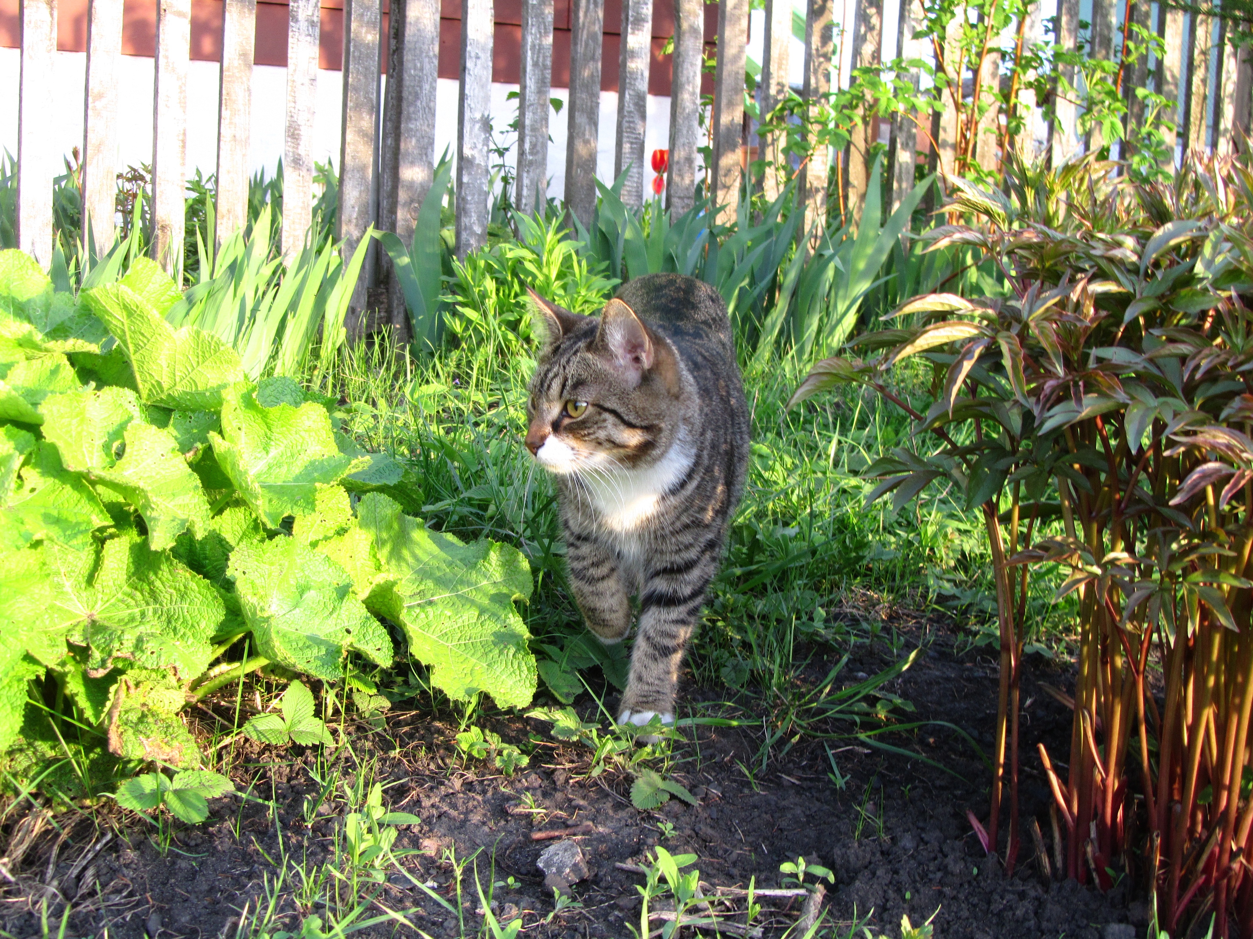 Handy-Wallpaper Tiere, Katze kostenlos herunterladen.