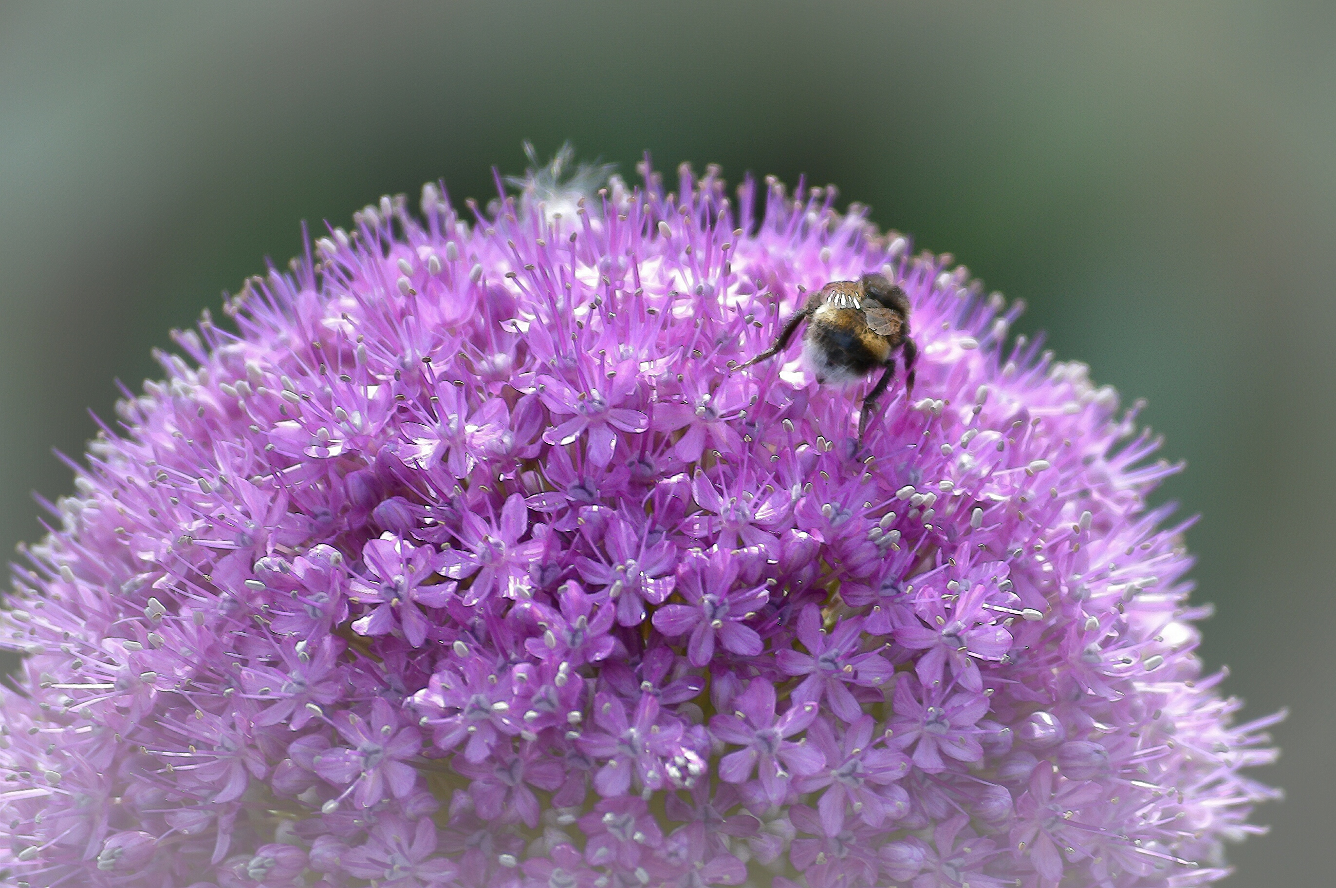 Download mobile wallpaper Nature, Flower, Macro, Earth, Bee, Allium, Pink Flower for free.