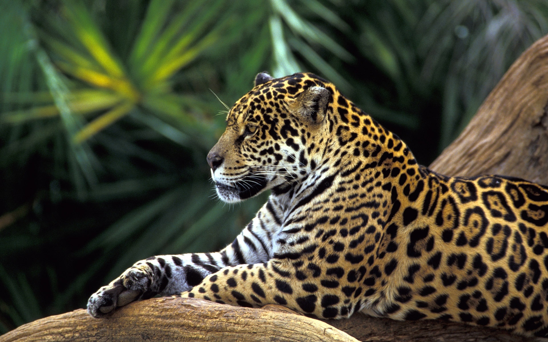 34235 descargar fondo de pantalla leopardos, animales: protectores de pantalla e imágenes gratis