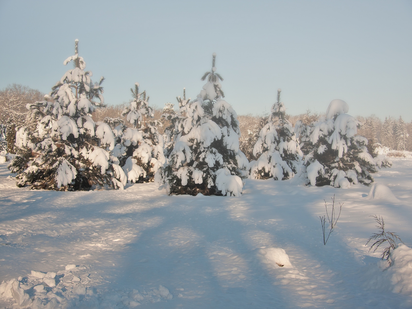 無料モバイル壁紙雪, モミの木, 冬, 風景をダウンロードします。