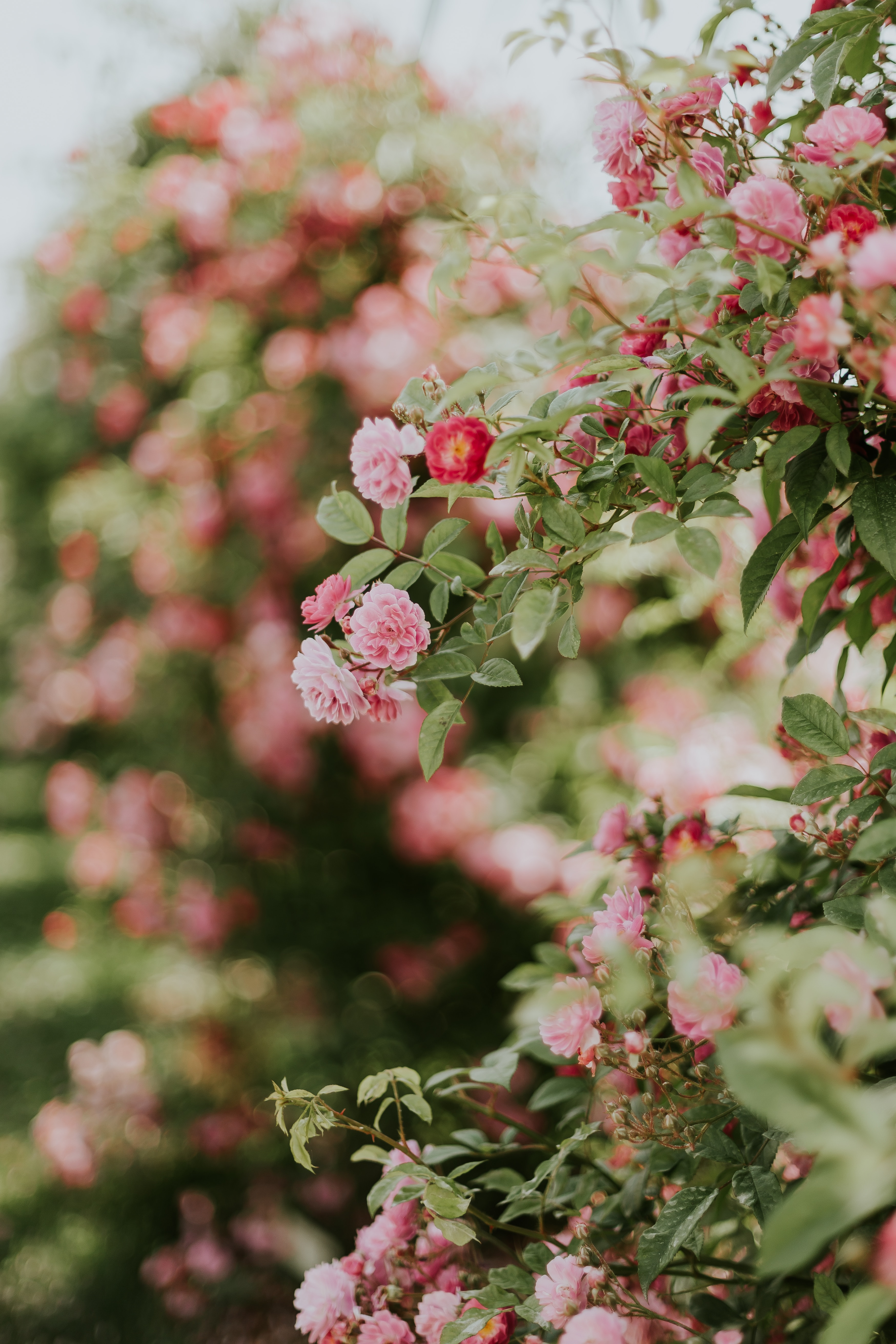 flowers, flowering, pink, bush, plant, bloom HD wallpaper