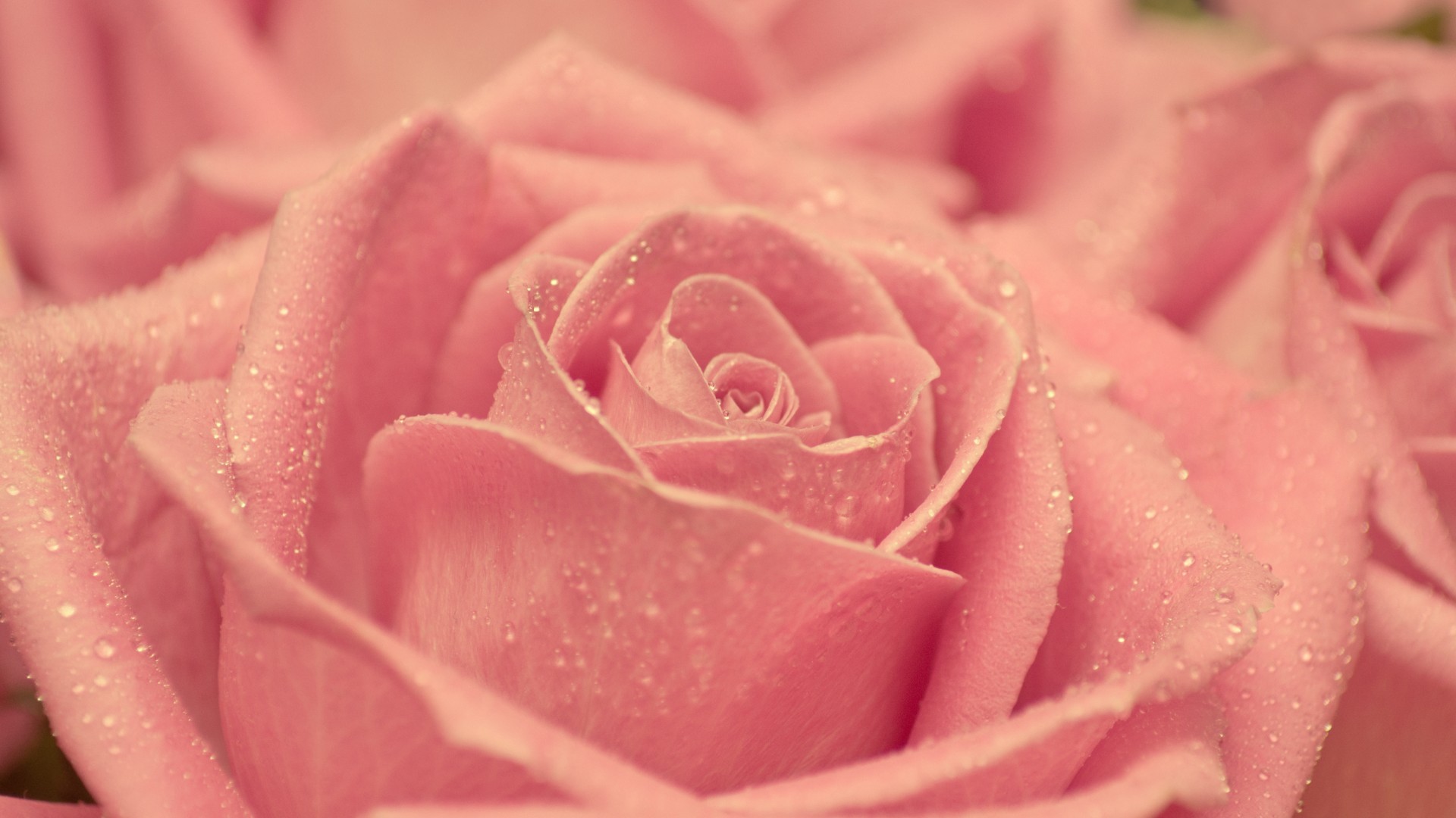 Descarga gratis la imagen Plantas, Roses, Flores en el escritorio de tu PC