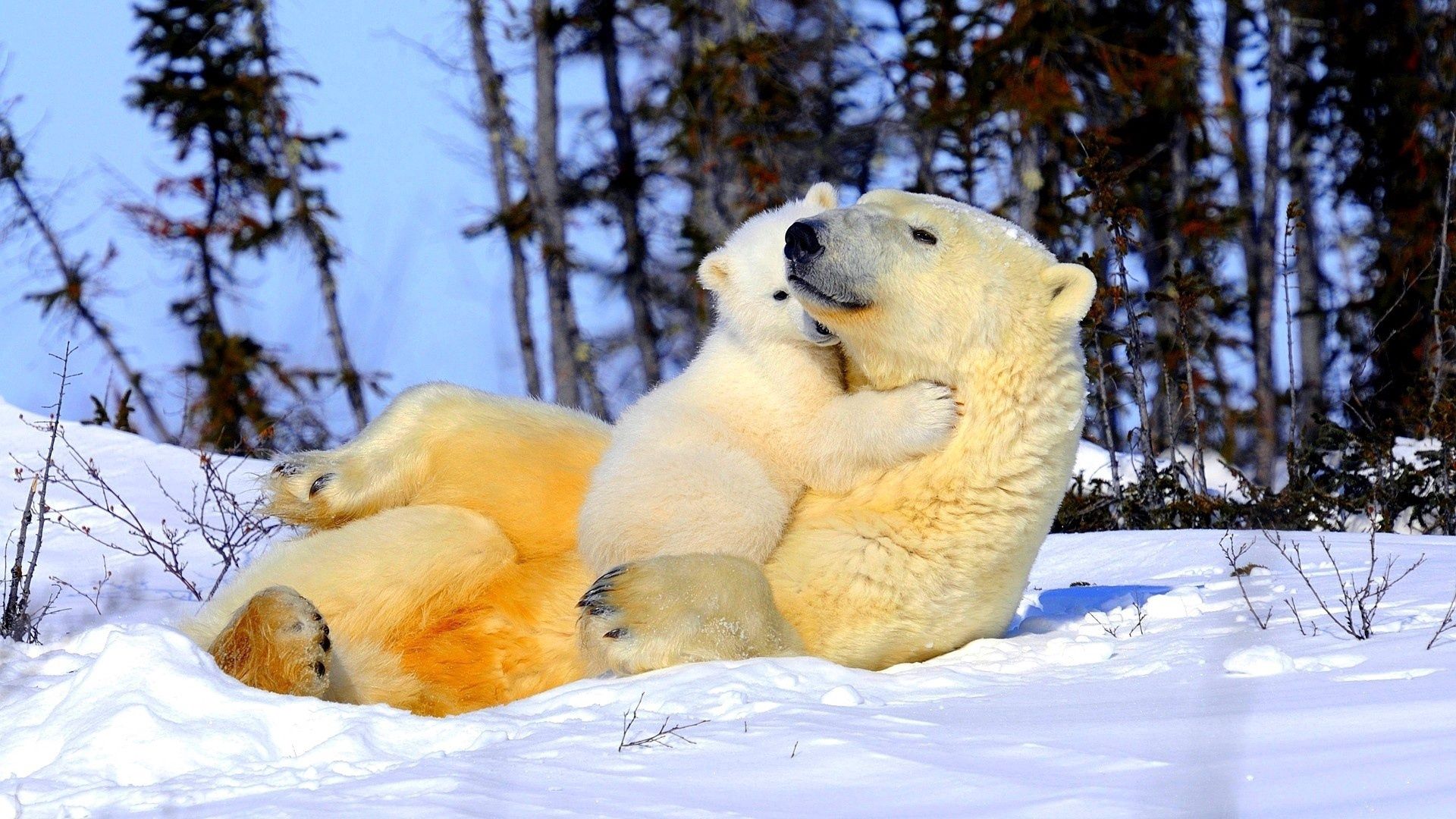 72708 скачать обои белый медведь, объятия, животные, снег, пара, детеныш - заставки и картинки бесплатно