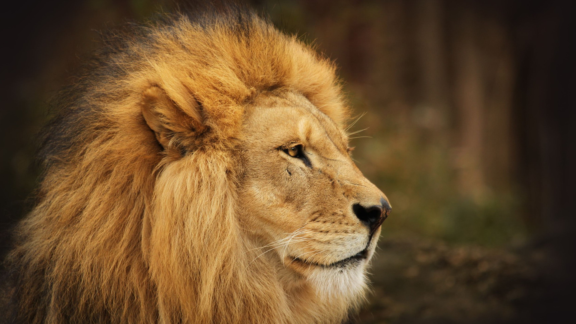 Download mobile wallpaper Lion, Animal for free.