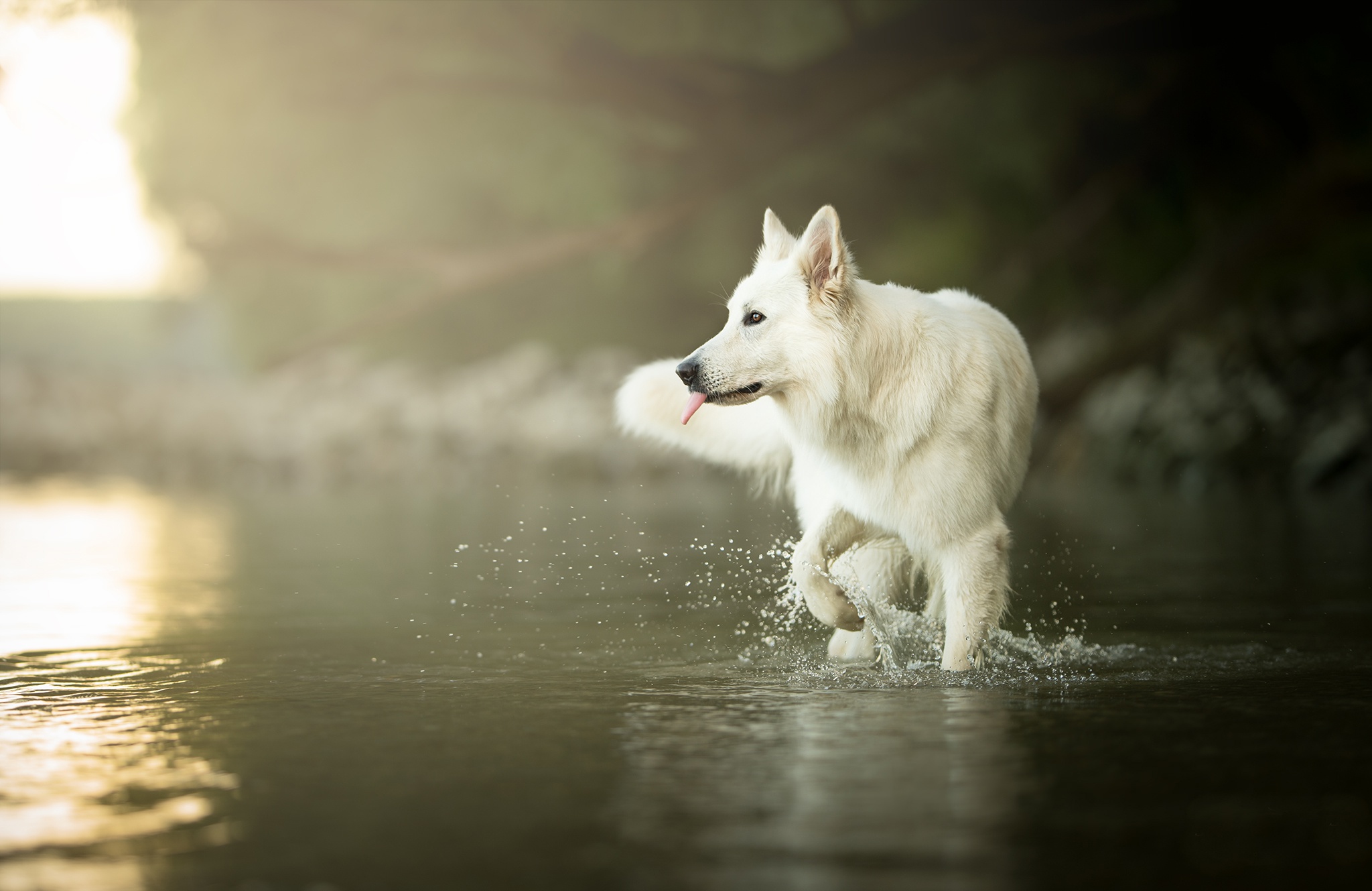420840 télécharger le fond d'écran animaux, berger blanc suisse, chien, eau, chiens - économiseurs d'écran et images gratuitement