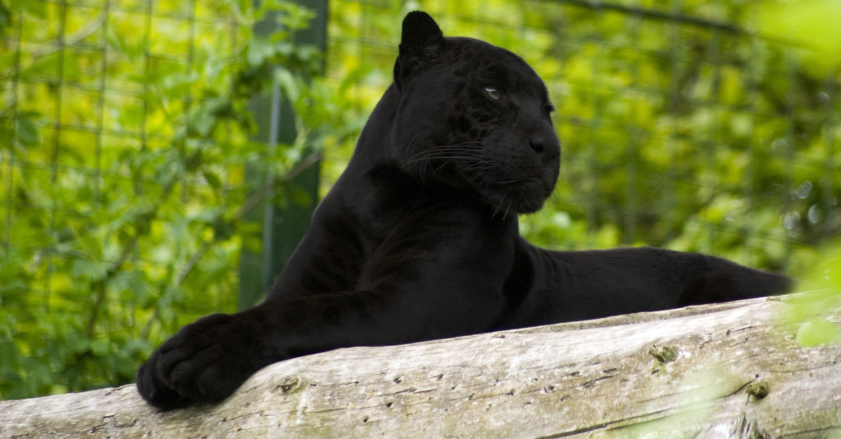302435 скачать обои животные, черная пантера, кошки - заставки и картинки бесплатно