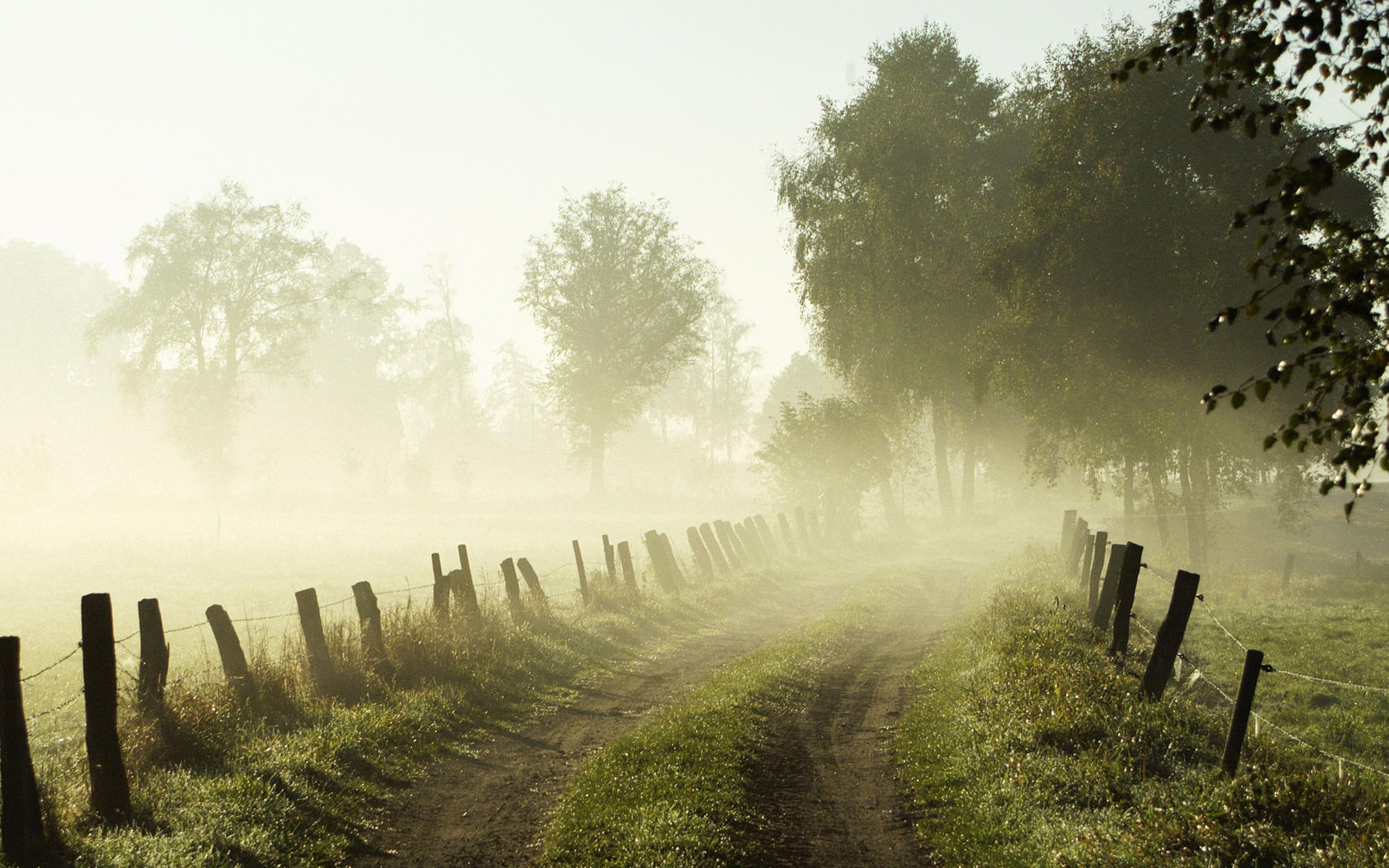 Download mobile wallpaper Fog, Path, Tree, Earth, Landscape for free.