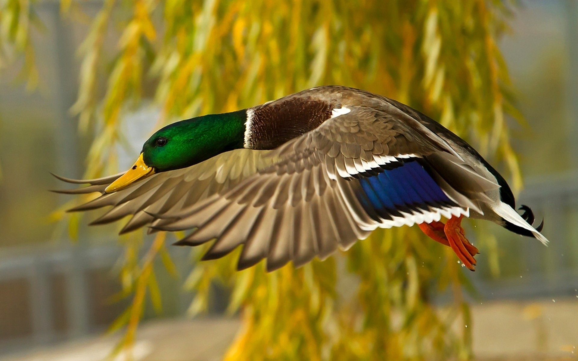 Laden Sie das Tiere, Flug, Stockente, Wilde Ente, Vogel, Motley, Mehrfarbig-Bild kostenlos auf Ihren PC-Desktop herunter