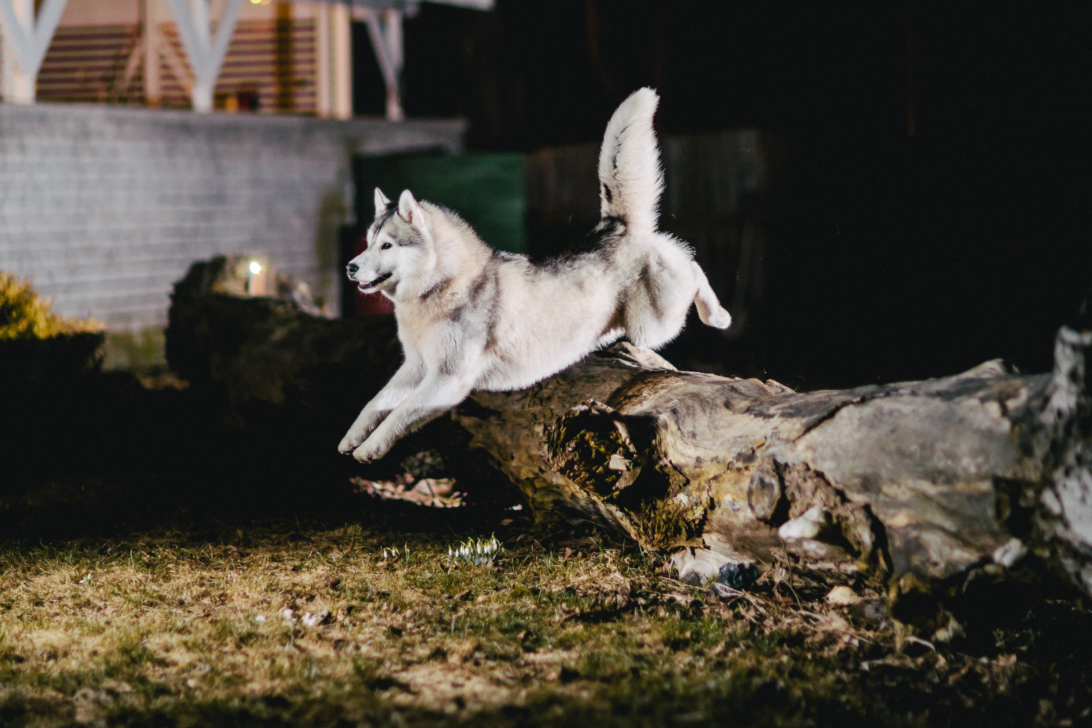 153843画像をダウンロード犬, ハスキー, 動物, 跳ねる 弾む, 跳ねる-壁紙とスクリーンセーバーを無料で