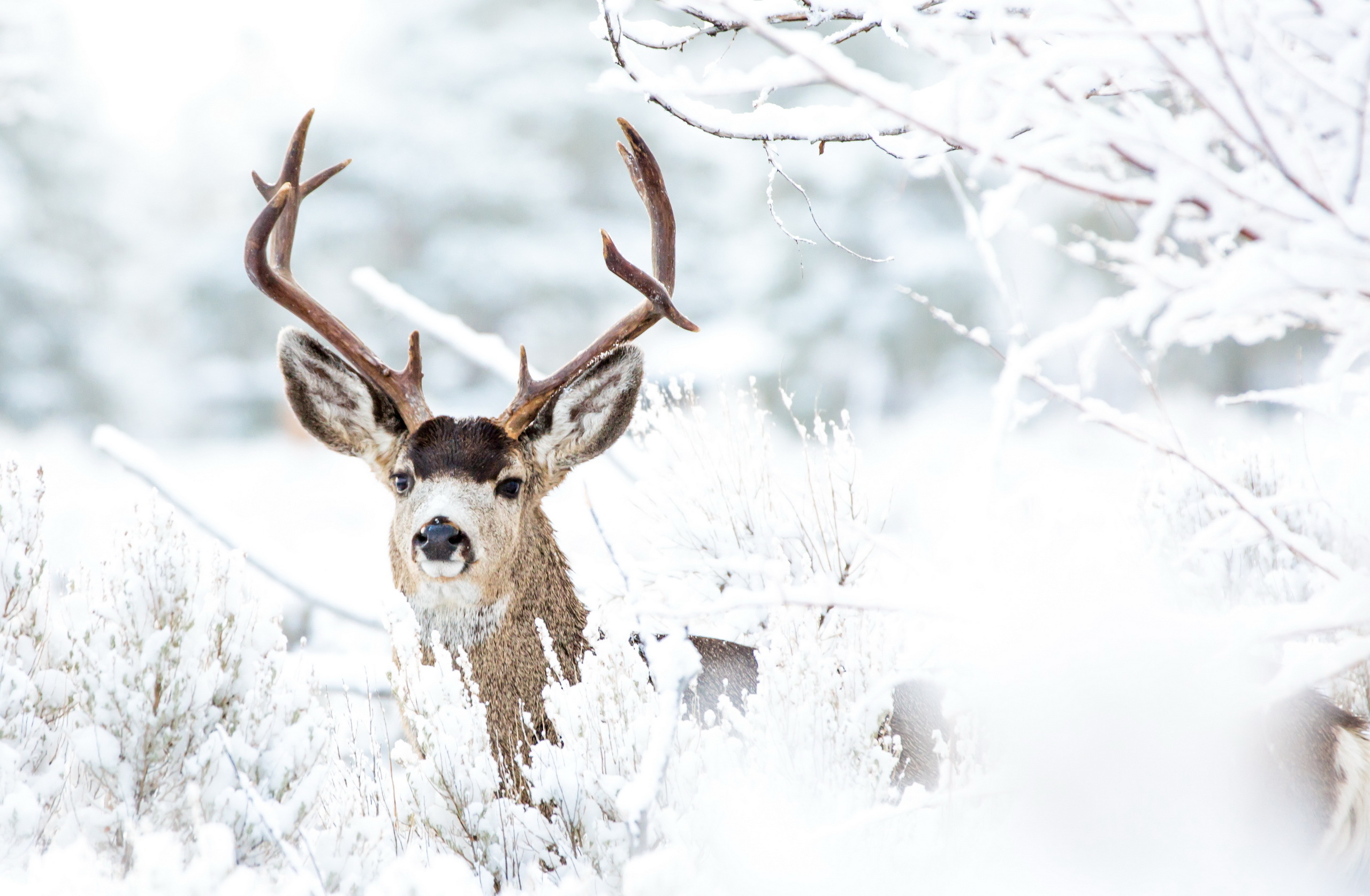 Laden Sie das Tiere, Winter, Schnee, Hirsch-Bild kostenlos auf Ihren PC-Desktop herunter