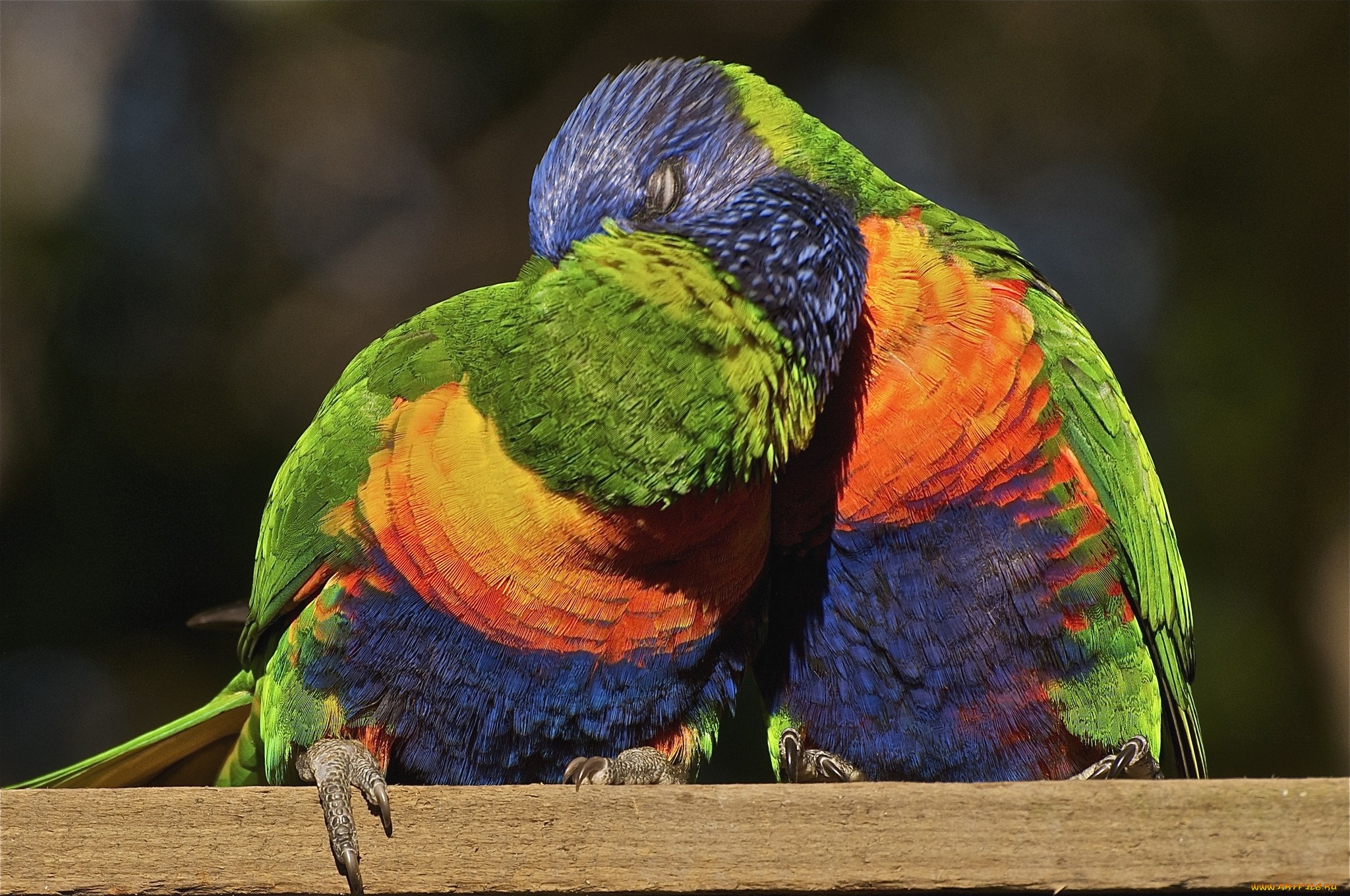 Descarga gratis la imagen Animales, Aves, Loro Arcoiris en el escritorio de tu PC