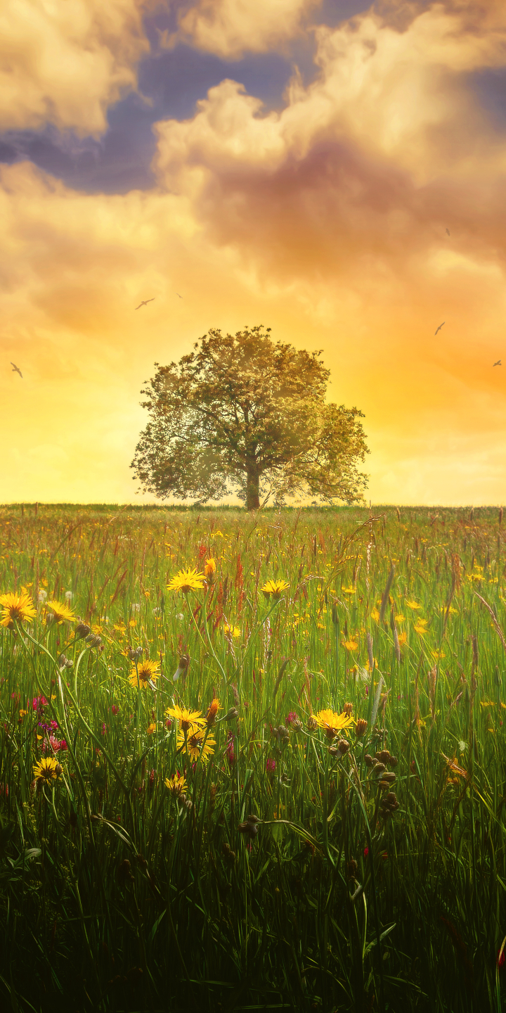 Download mobile wallpaper Landscape, Nature, Trees, Flower, Tree, Earth, Evening, Spring, Cloud, Meadow, Lonely Tree for free.