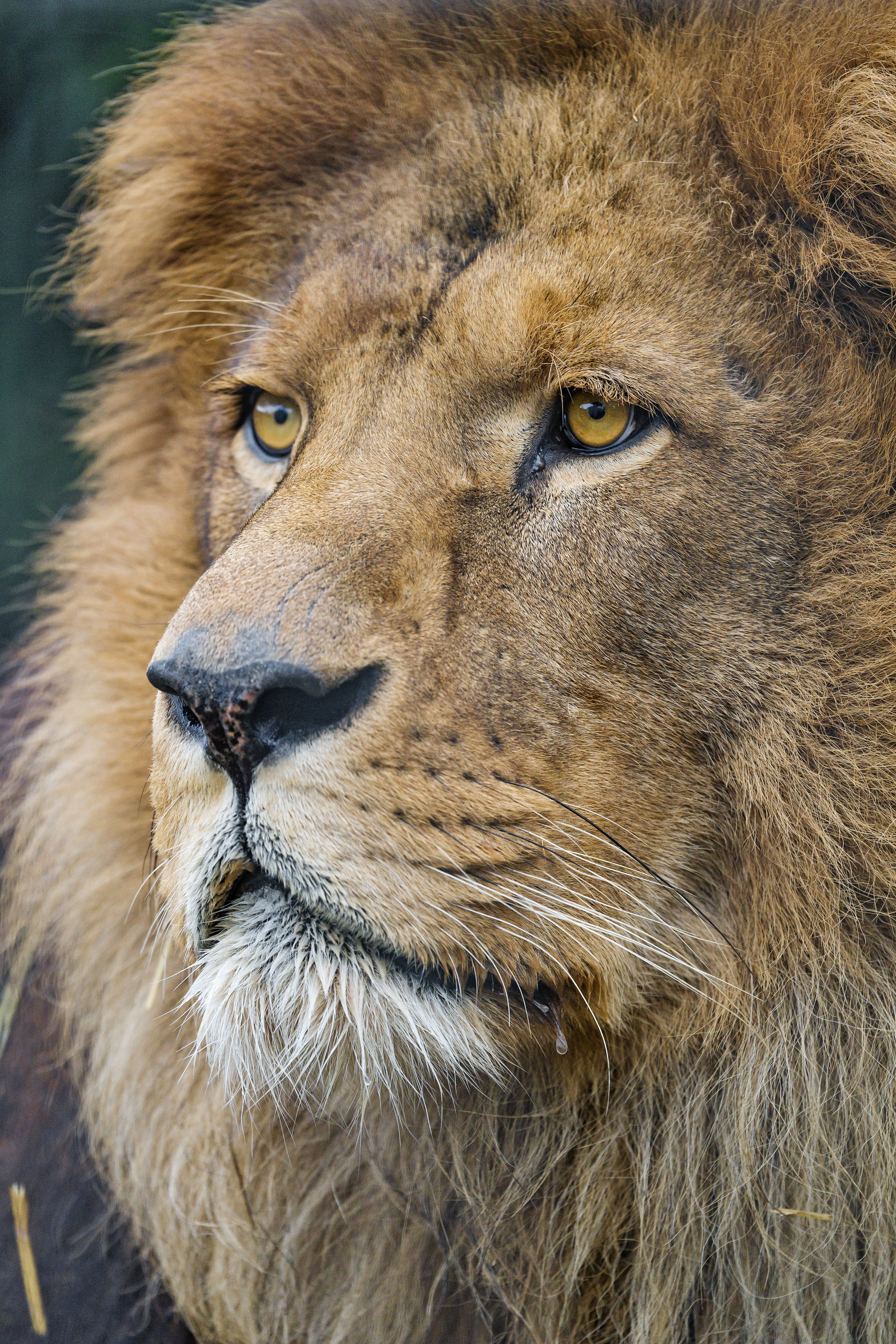 predator, animals, muzzle, lion, big cat, sight, opinion wallpapers for tablet