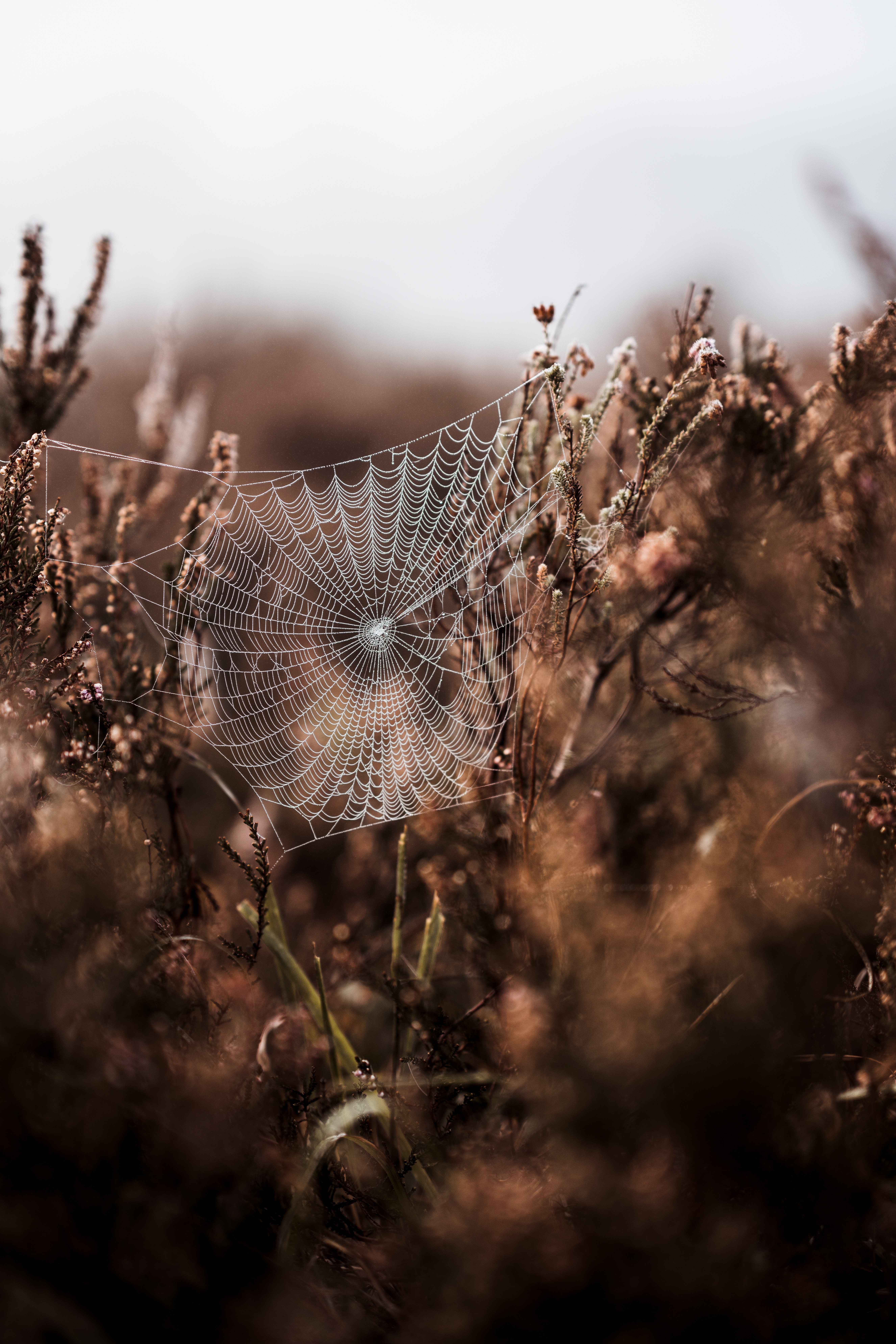 grass, web, macro, fog, blur, smooth, weaving, braiding