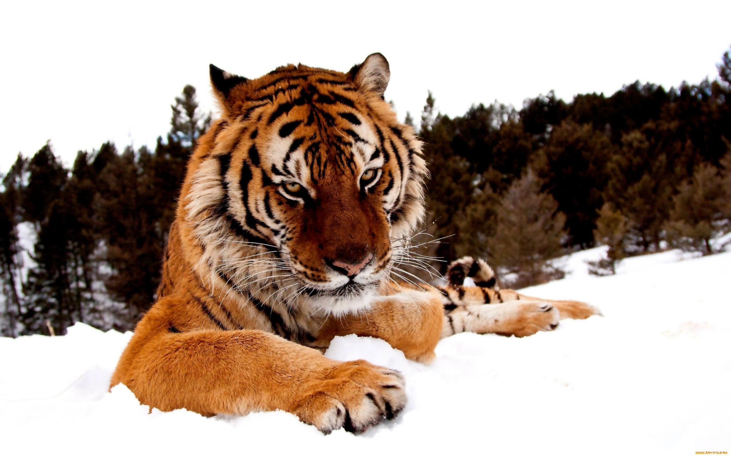 Desktop FHD animals, tigers