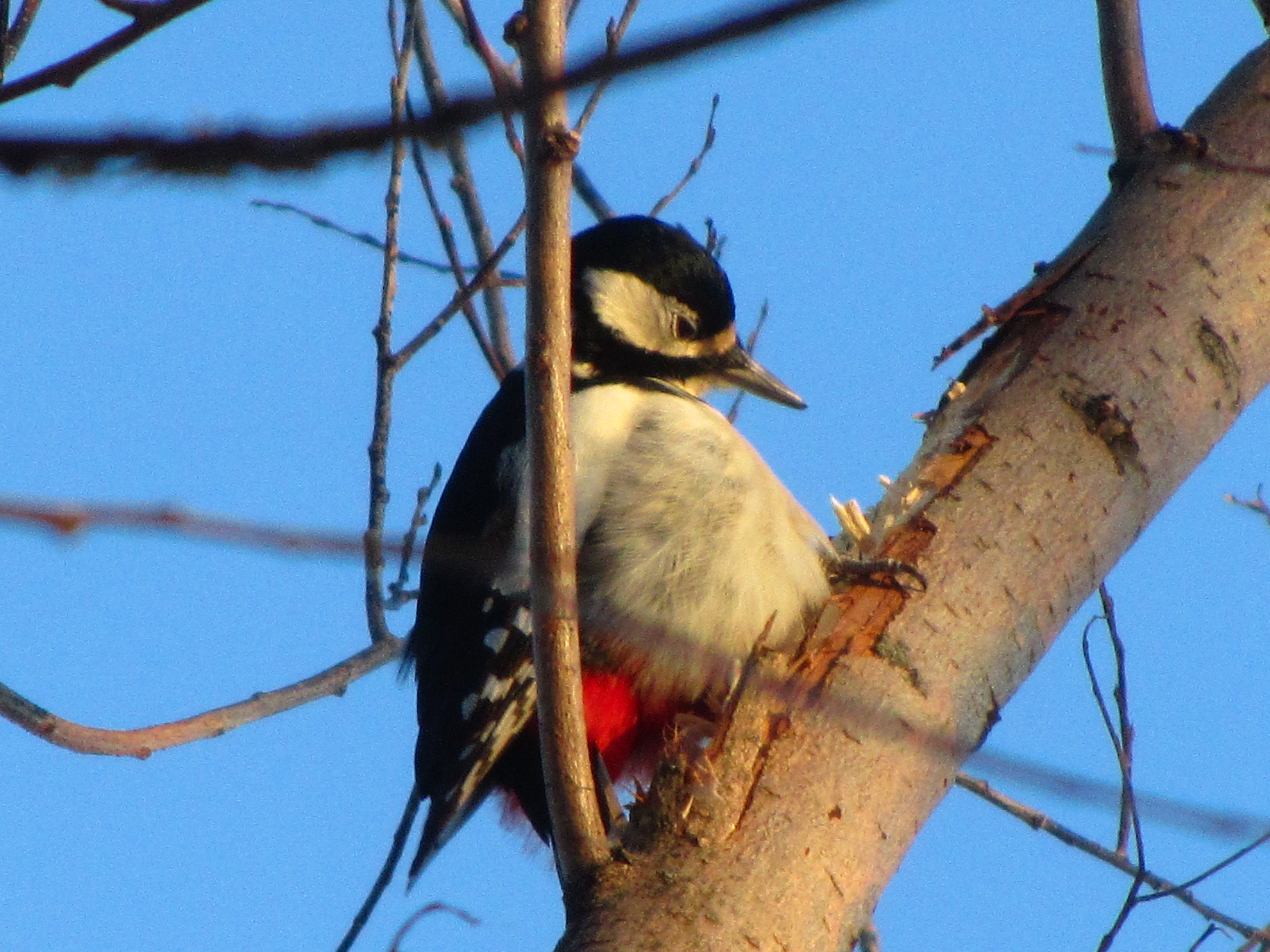 Free download wallpaper Bird, Animal on your PC desktop