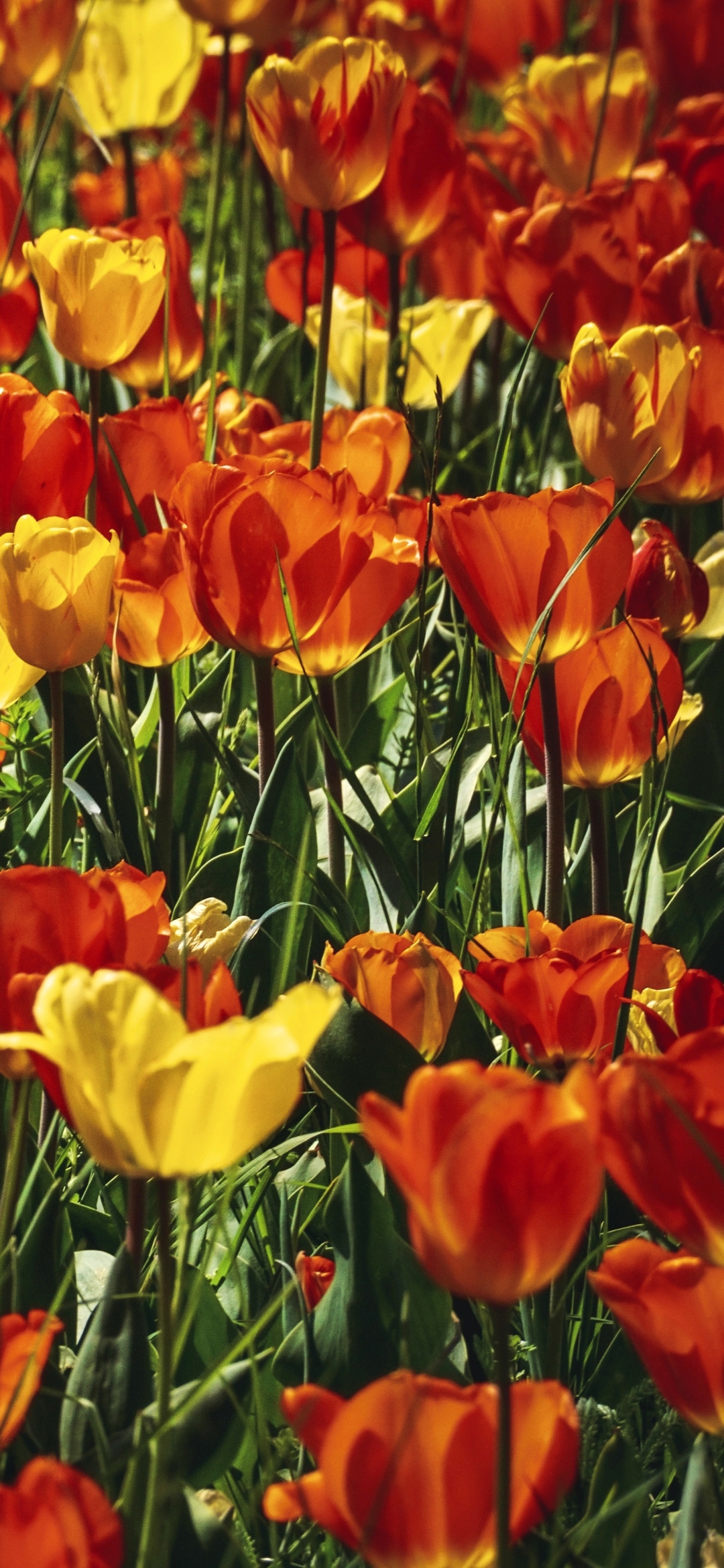 Descarga gratuita de fondo de pantalla para móvil de Naturaleza, Flores, Verano, Flor, Tulipán, Flor Amarilla, Flor Roja, Tierra/naturaleza, El Verano.