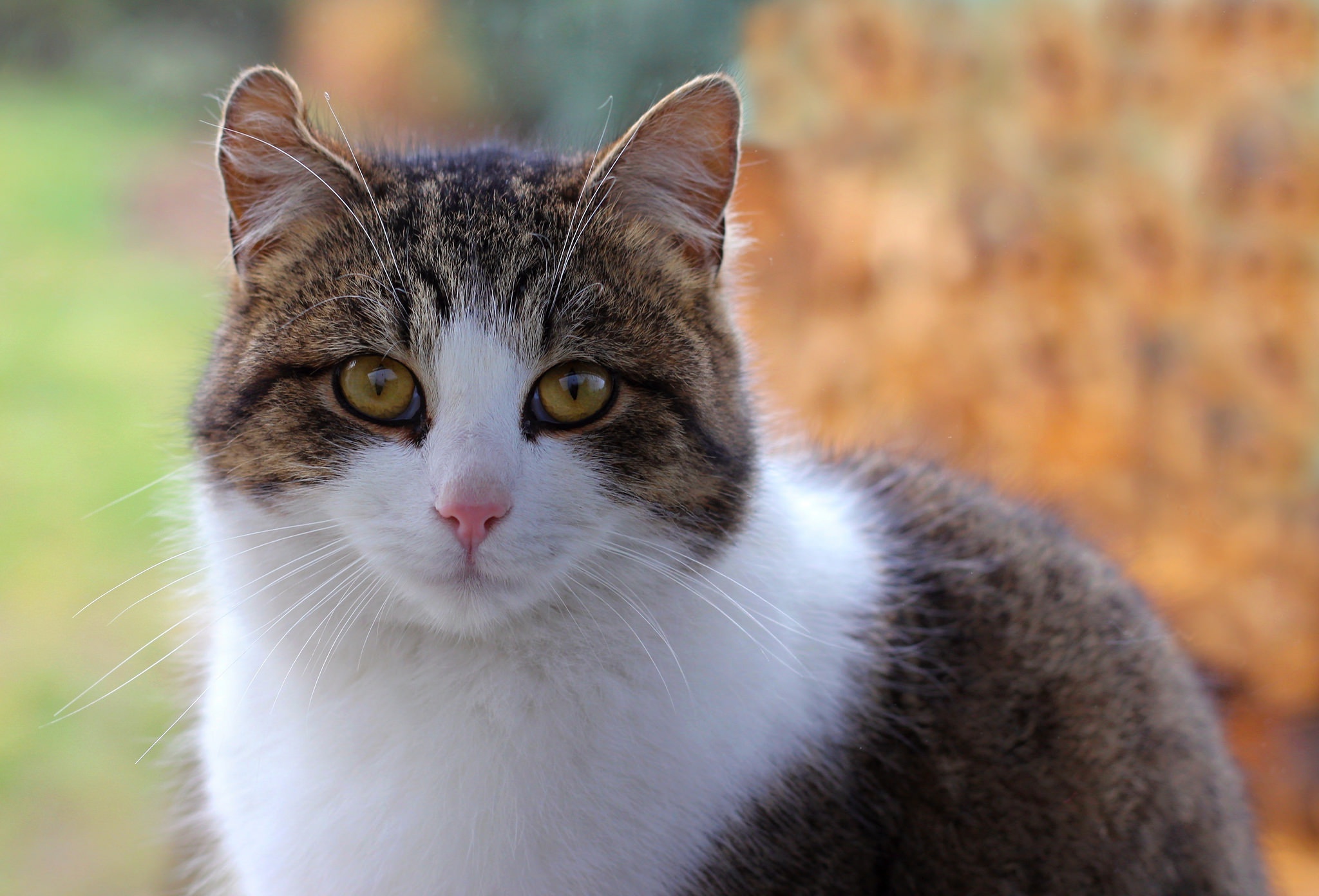 Baixar papel de parede para celular de Animais, Gatos, Gato, Olhar Fixamente gratuito.