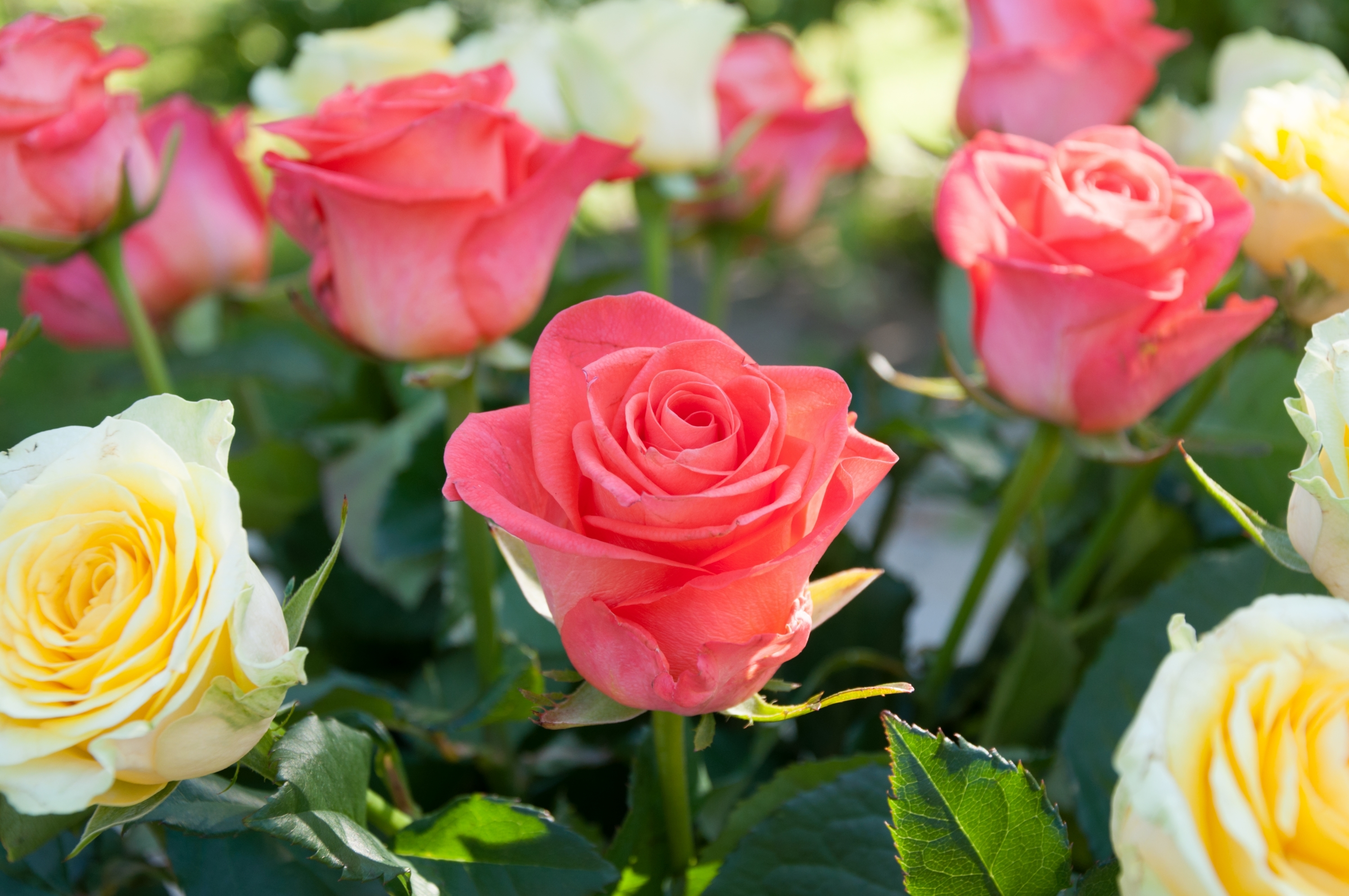 Laden Sie das Natur, Blumen, Blume, Rose, Gelbe Blume, Erde/natur, Pinke Blume-Bild kostenlos auf Ihren PC-Desktop herunter