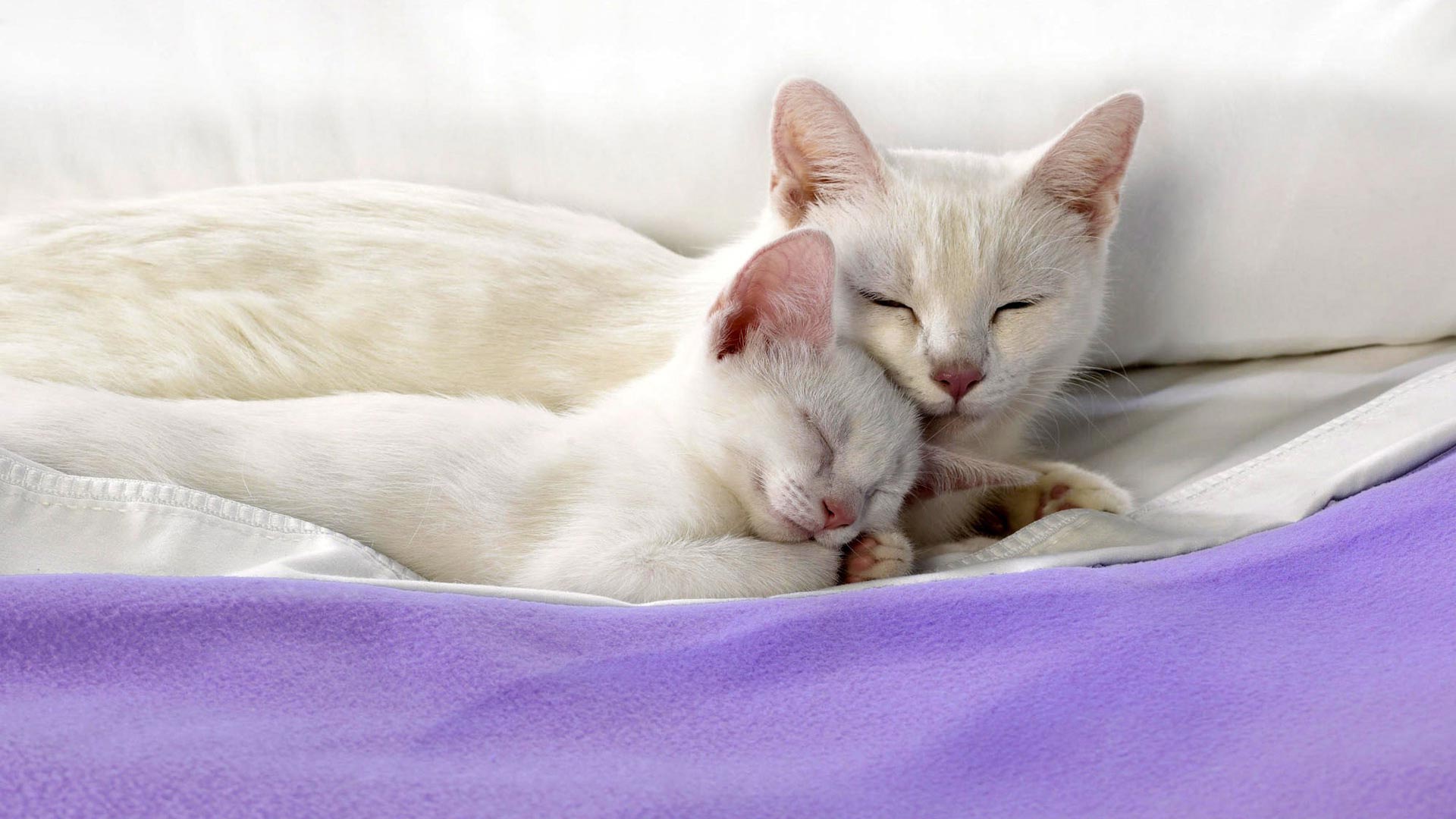 Baixe gratuitamente a imagem Animais, Gatos, Gato na área de trabalho do seu PC