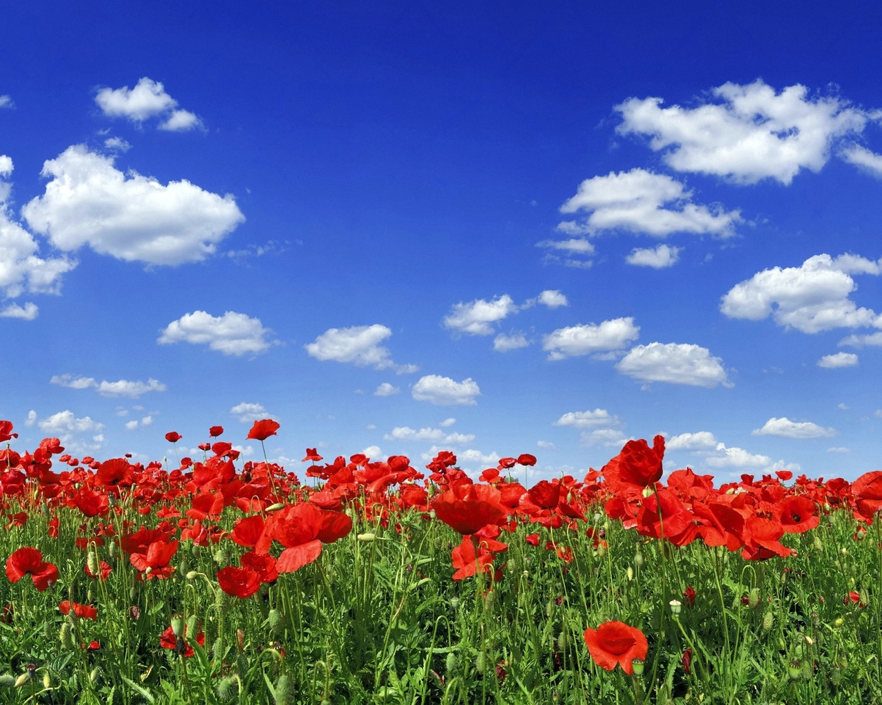 Download mobile wallpaper Sky, Landscape, Plants, Poppies, Tulips for free.