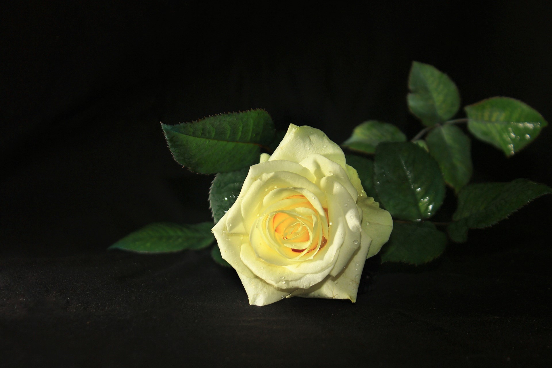 Download mobile wallpaper Flowers, Flower, Rose, Earth, White Rose, White Flower for free.