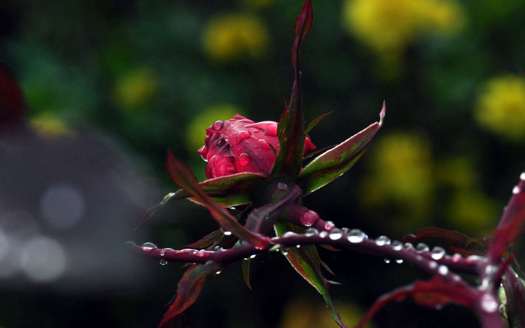 Téléchargez des papiers peints mobile Macro, Nature, Fleurs, Rose, Drops, Une Rose, Plantes gratuitement.