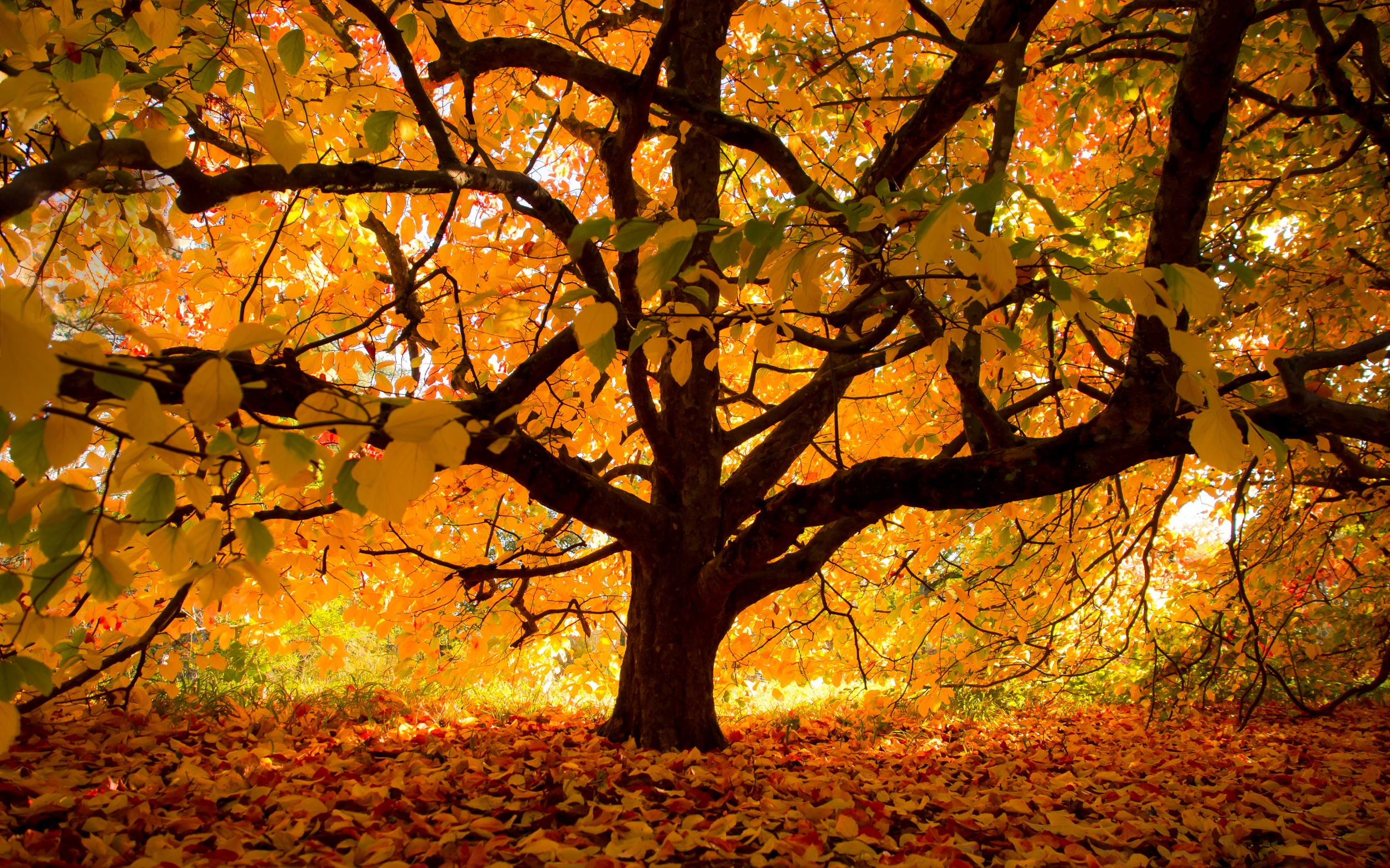 Скачать картинку Деревья, Осень, Дерево, Цвета, Земля/природа в телефон бесплатно.