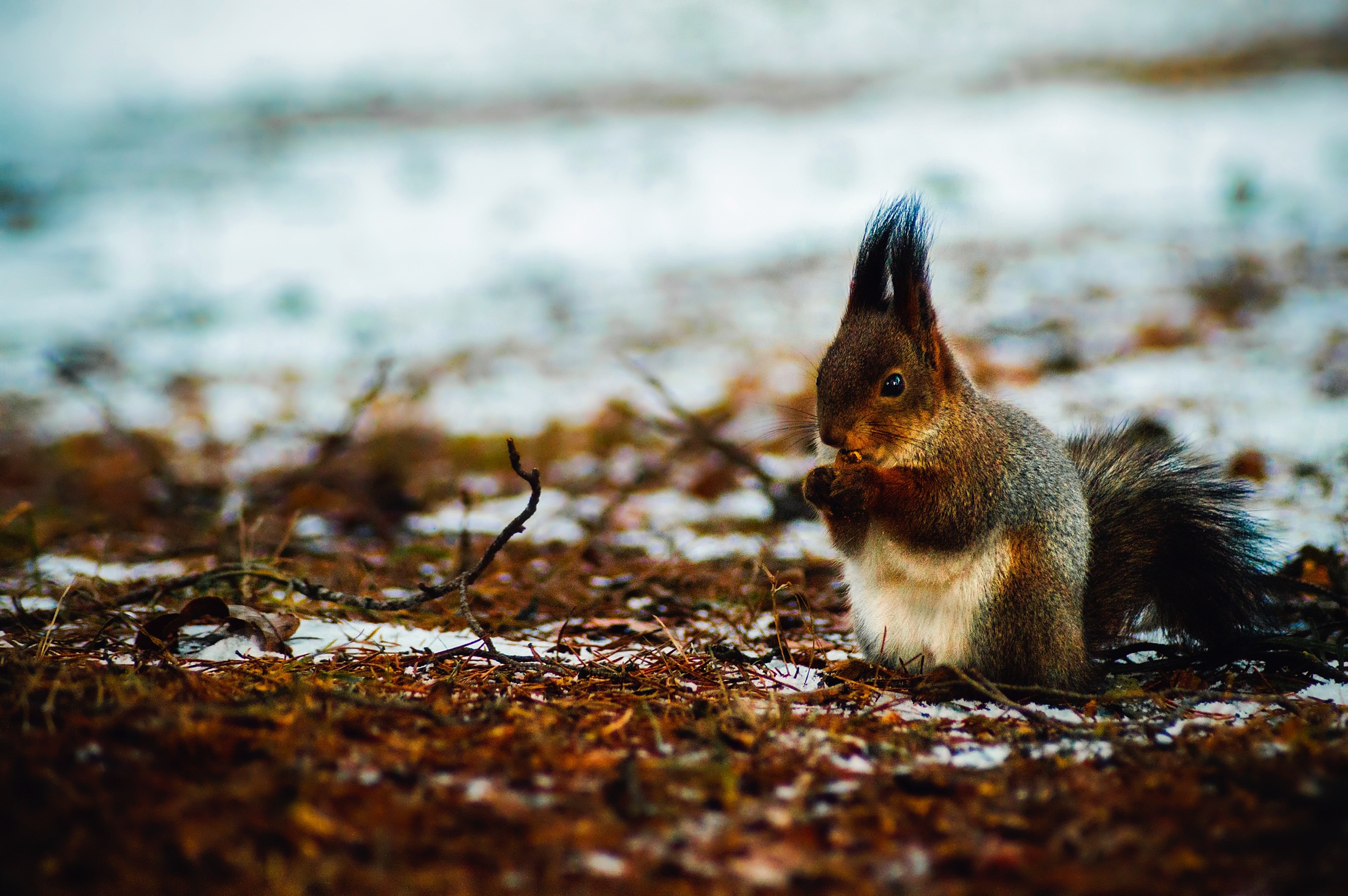 Download mobile wallpaper Winter, Squirrel, Blur, Animal, Rodent for free.