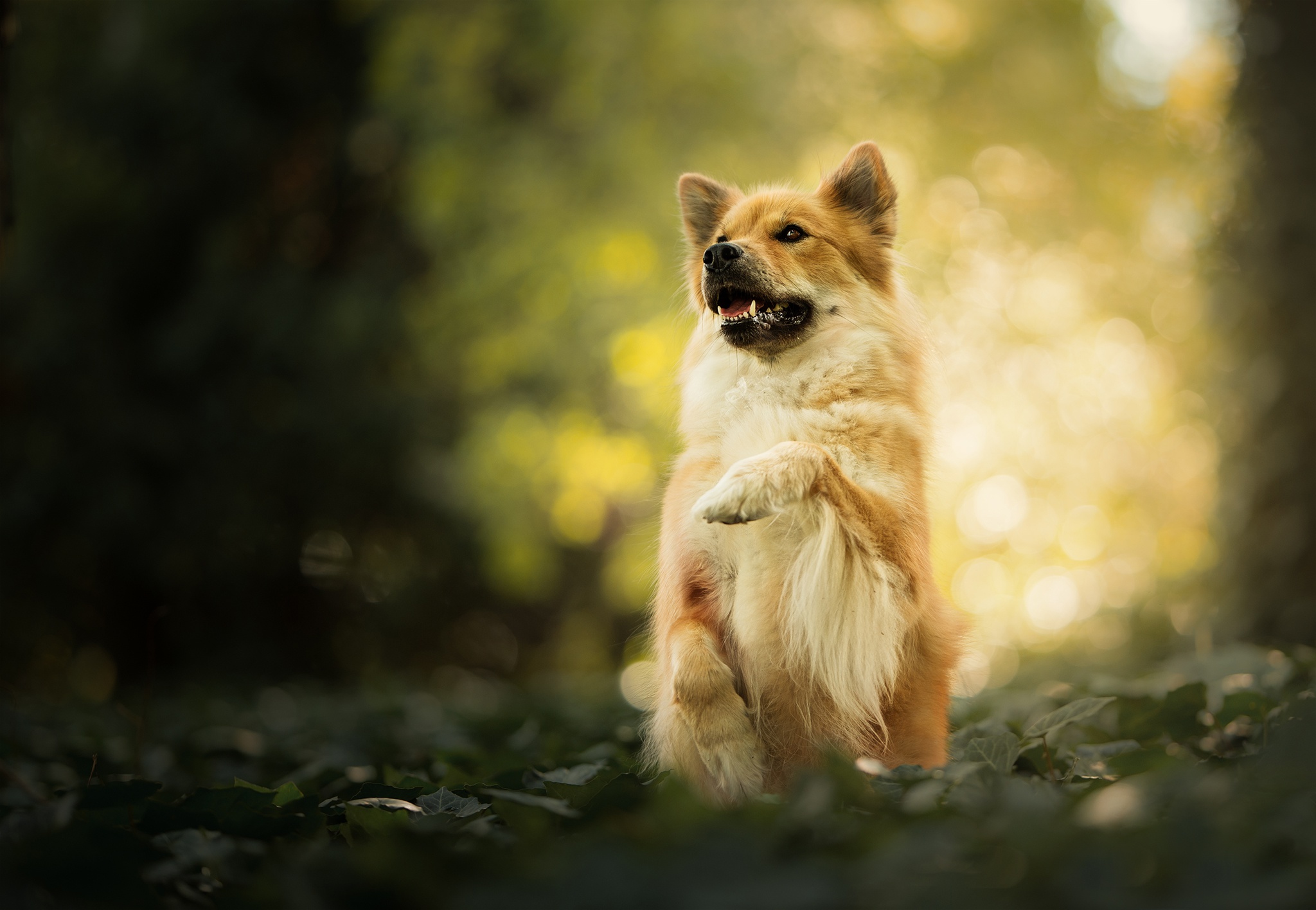 無料モバイル壁紙動物, 犬, ボケ, 被写界深度をダウンロードします。