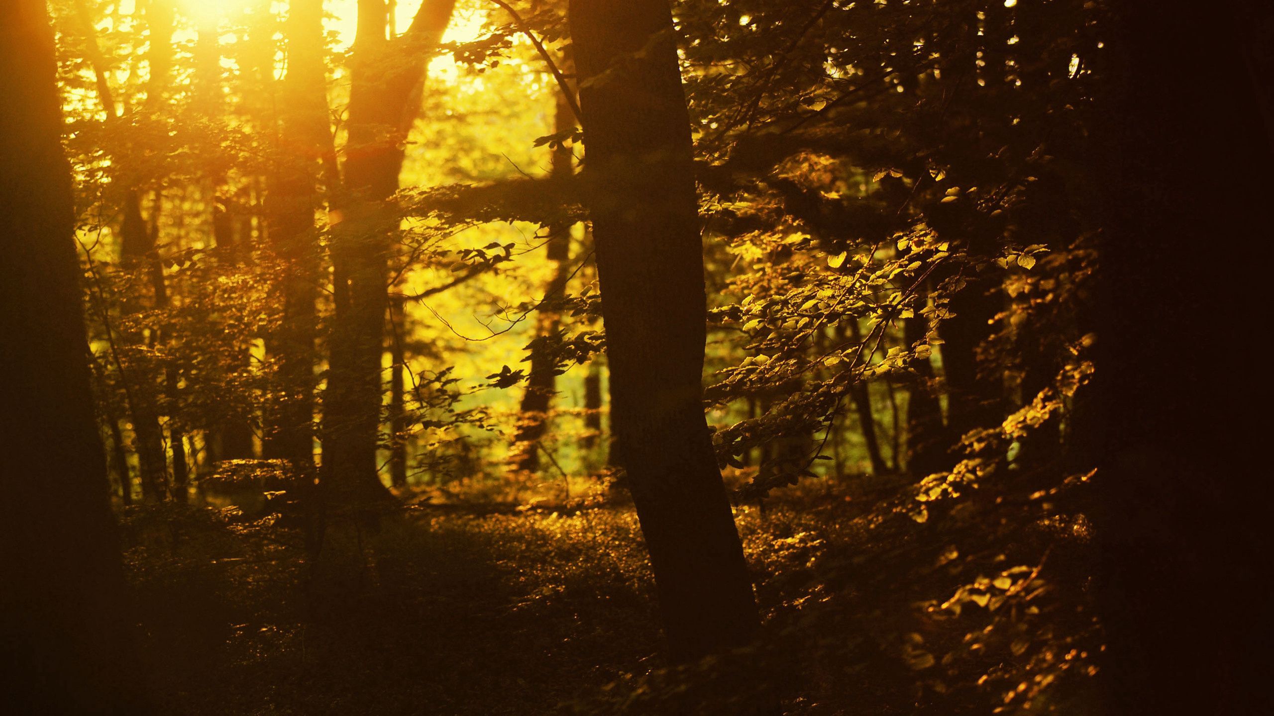 Free download wallpaper Sun, Shine, Outlines, Trees, Light, Nature on your PC desktop