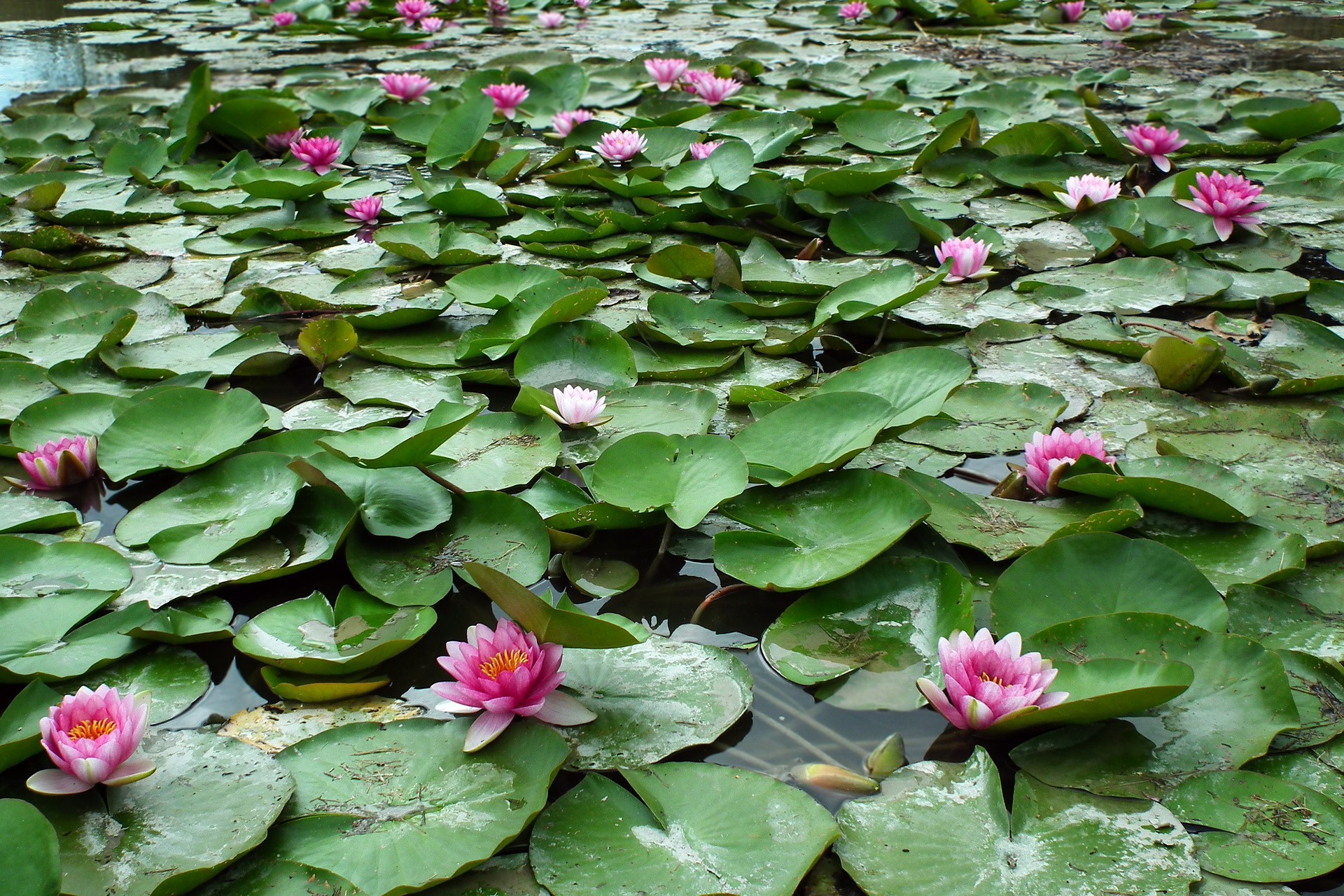 Free download wallpaper Nature, Flowers, Lotus, Flower, Earth, Pink Flower, Greenery on your PC desktop