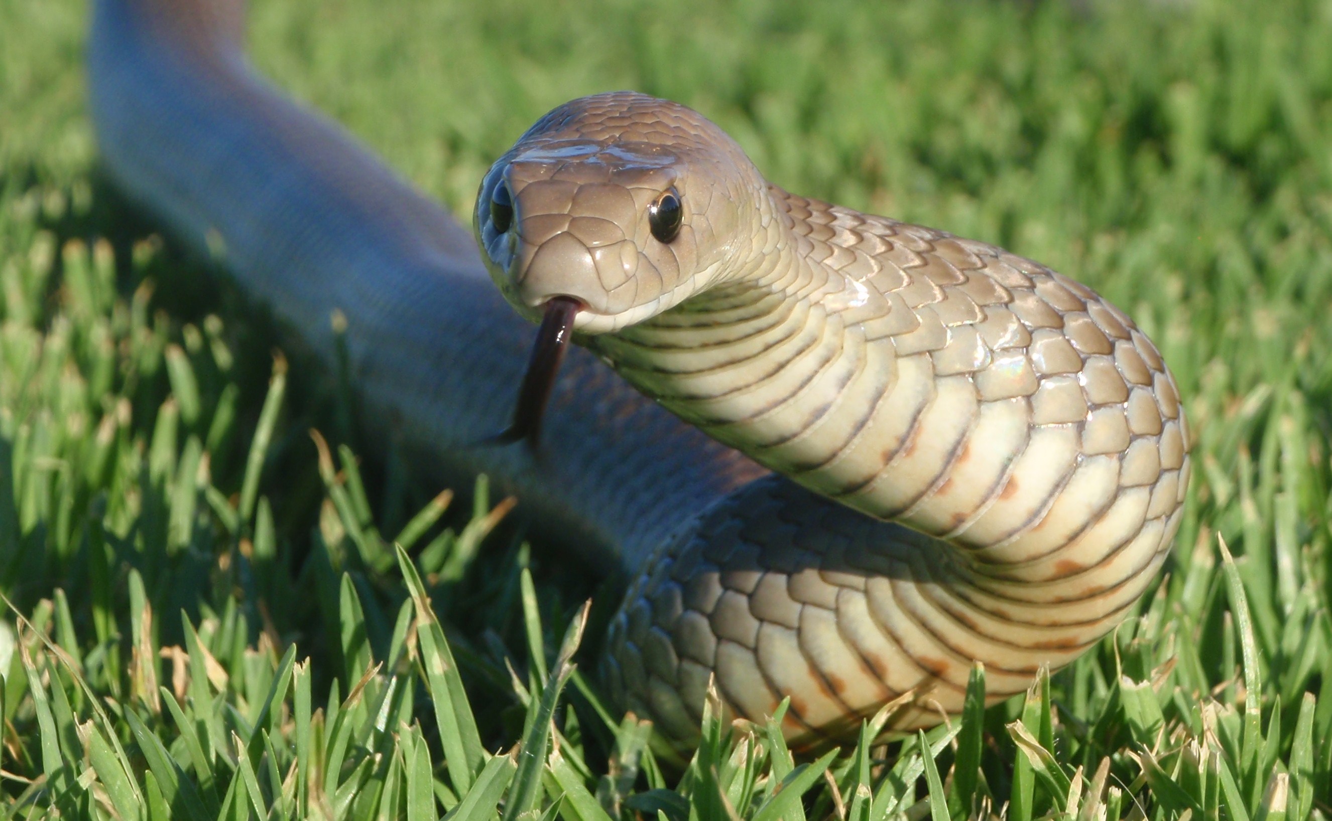 Скачати мобільні шпалери Python, Змія, Рептилії, Тварина безкоштовно.