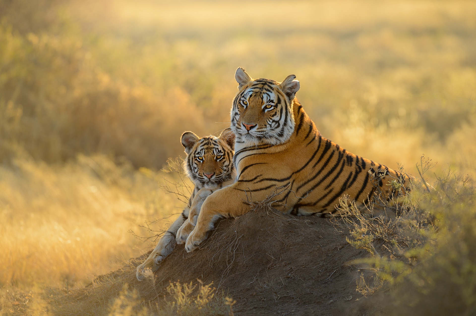 Download mobile wallpaper Cats, Tiger, Animal, Baby Animal, Cub for free.