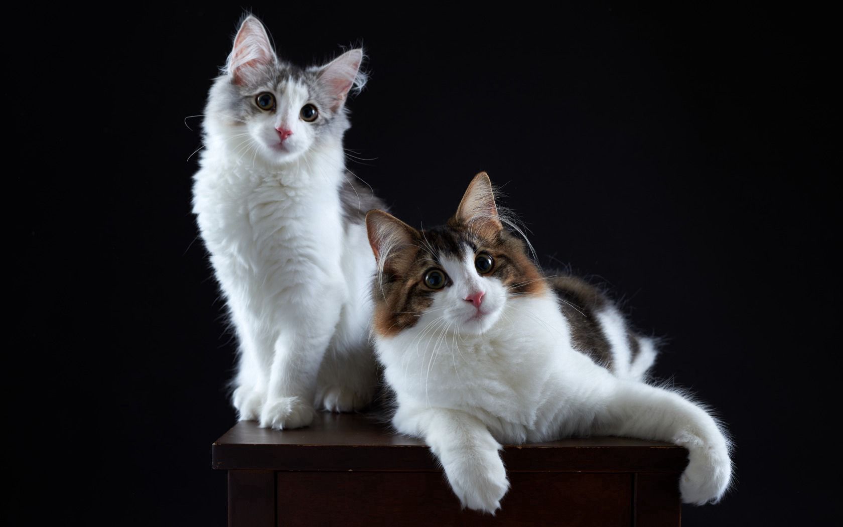 cats, animals, fluffy, couple, pair Image for desktop