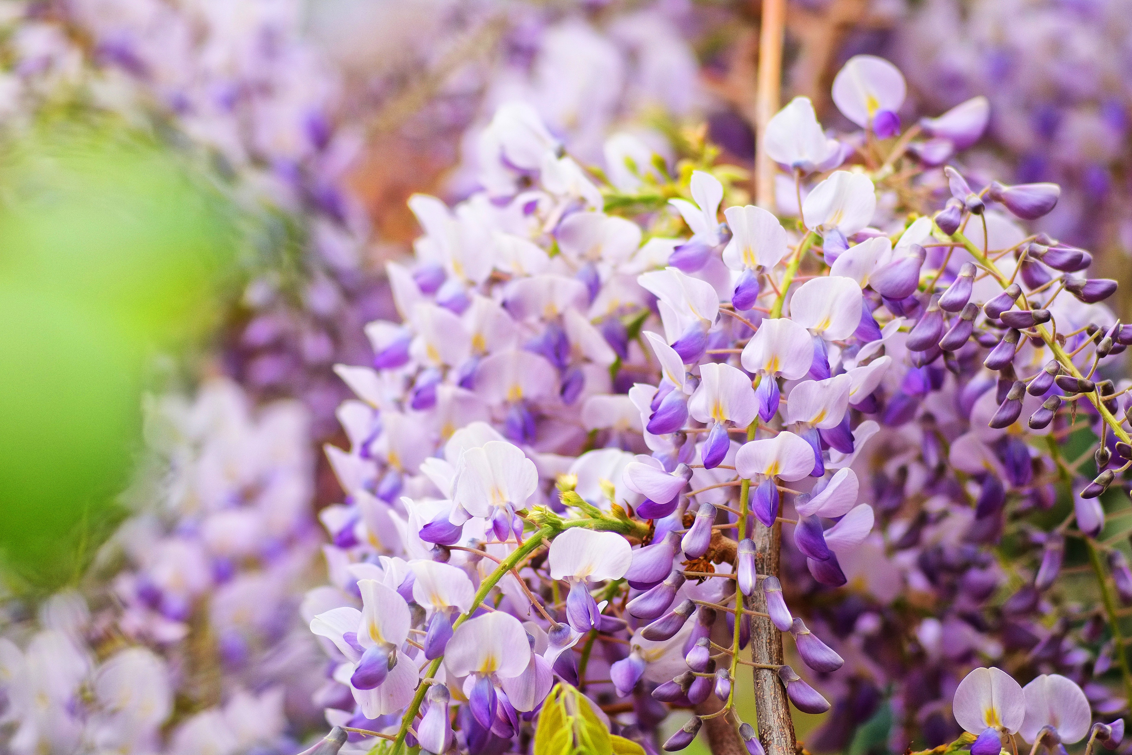 Download mobile wallpaper Flower, Earth, Wisteria, Depth Of Field for free.
