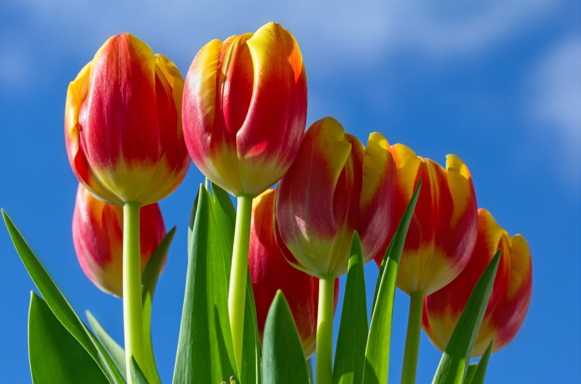 Download mobile wallpaper Nature, Flowers, Flower, Close Up, Earth, Tulip, Red Flower for free.