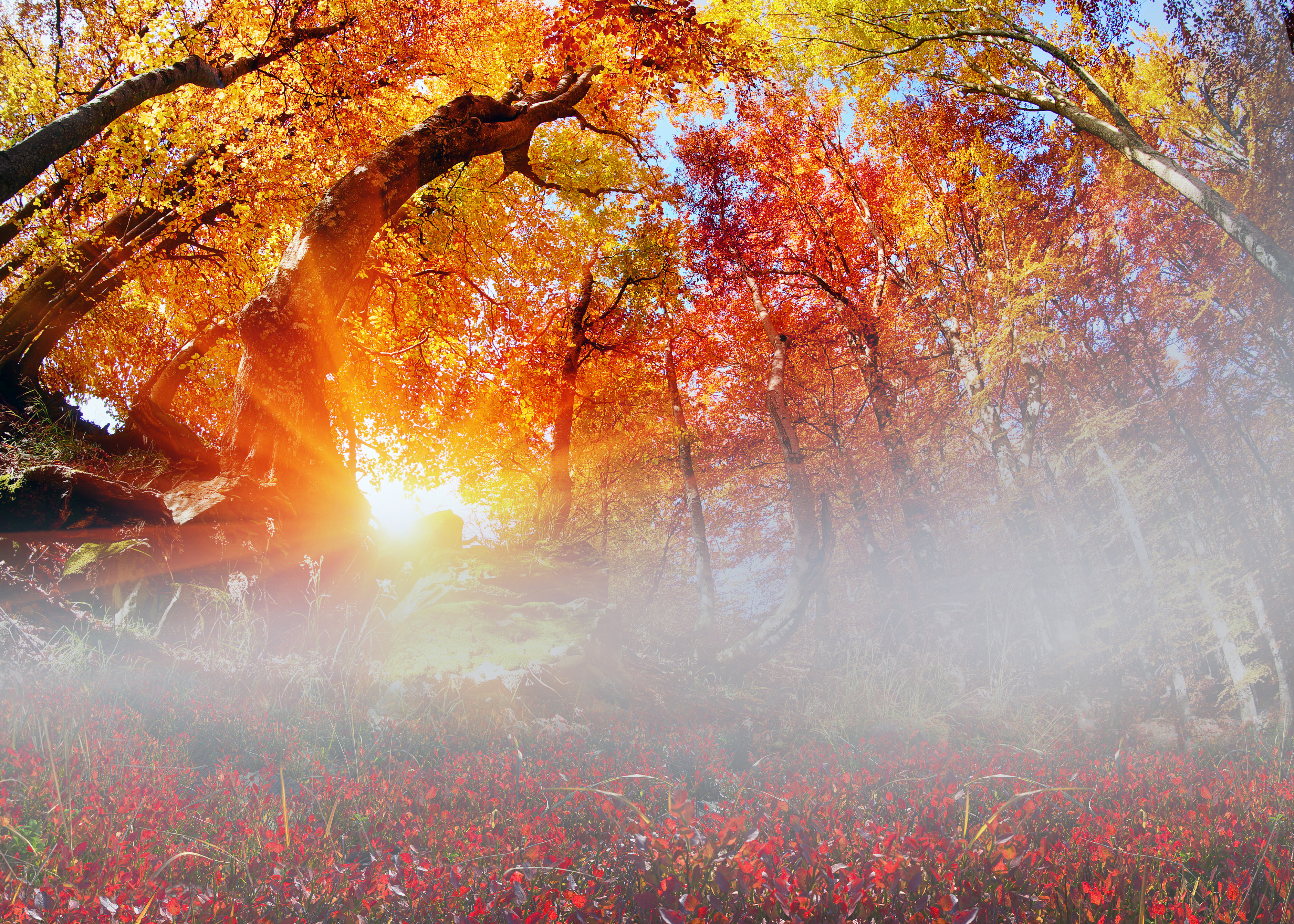 Free download wallpaper Nature, Forest, Tree, Fog, Fall, Earth, Sunbeam on your PC desktop