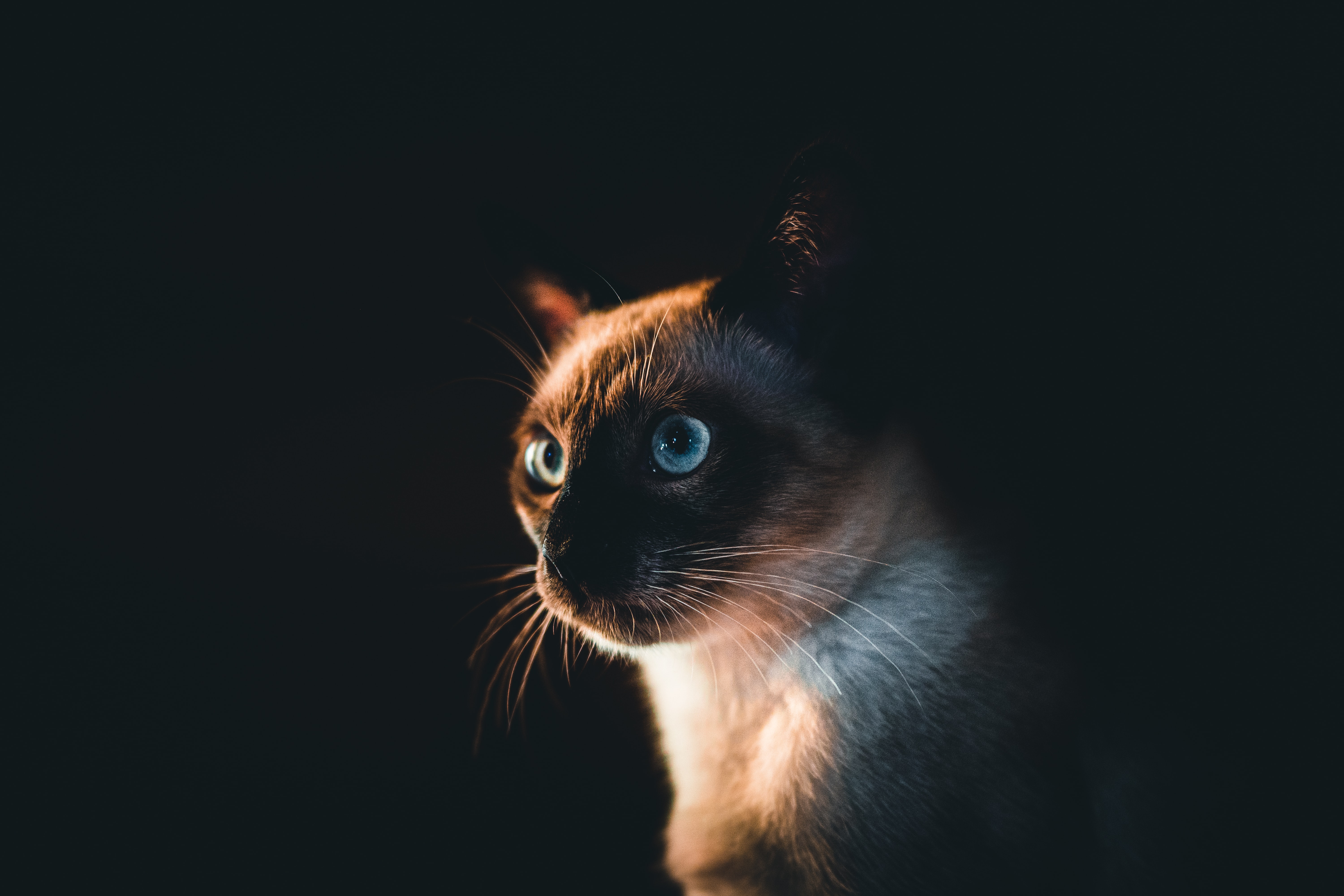 Популярные заставки и фоны Сиамская Кошка на компьютер