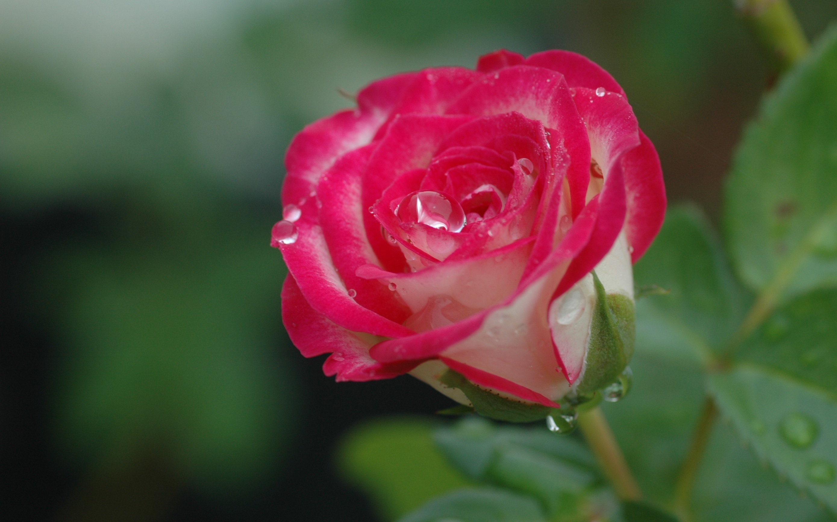 Baixe gratuitamente a imagem Flores, Rosa, Flor, Macro, Terra/natureza, Gota De Água na área de trabalho do seu PC