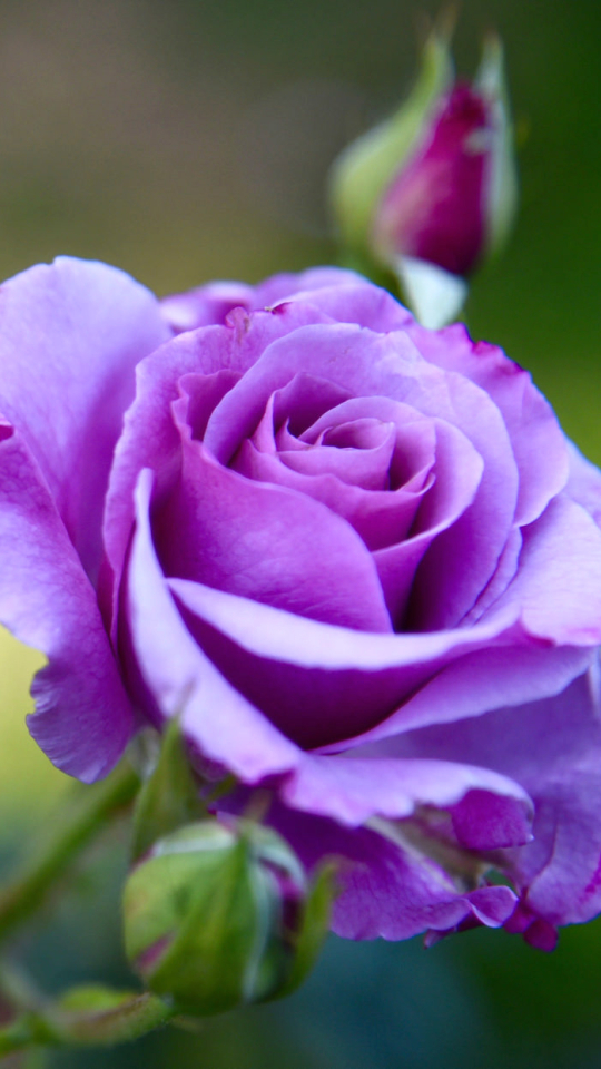 Download mobile wallpaper Flowers, Flower, Macro, Rose, Earth, Purple Flower for free.