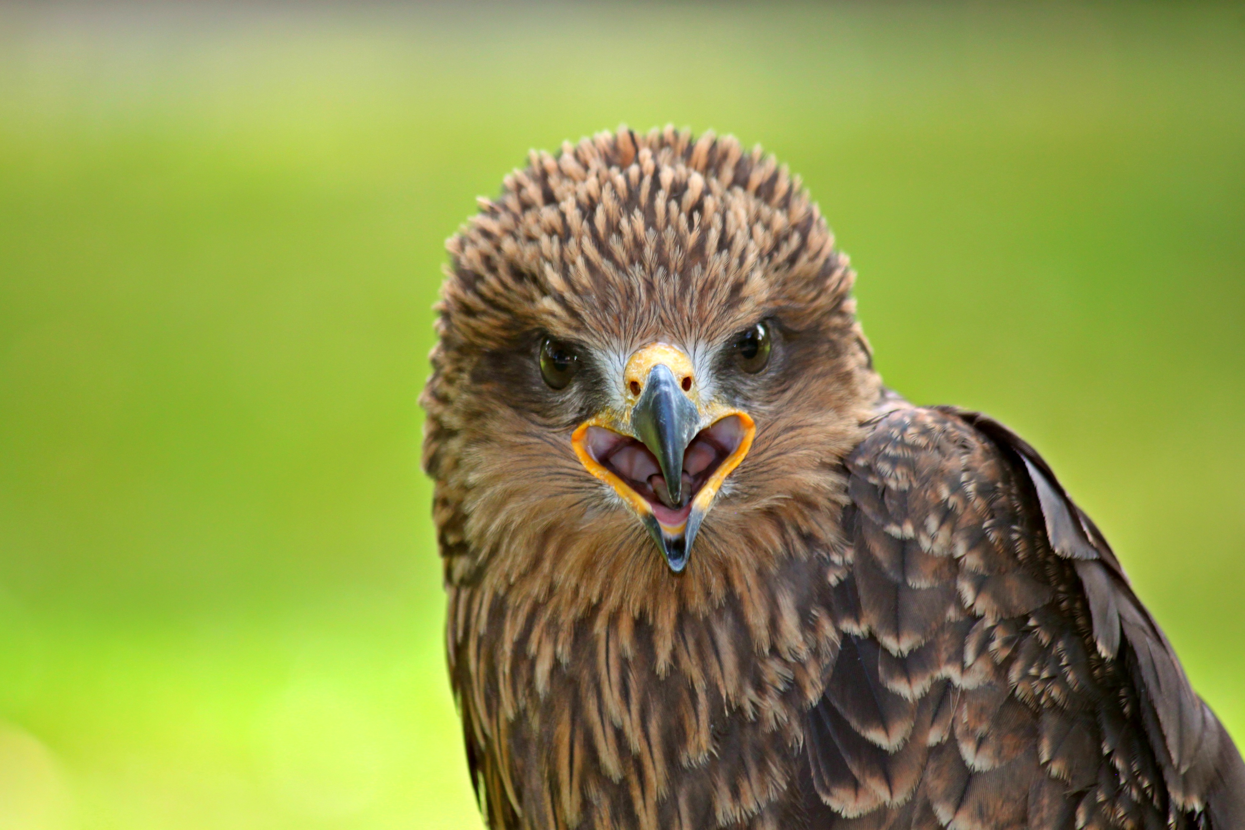 falcon, animals, bird, predator QHD
