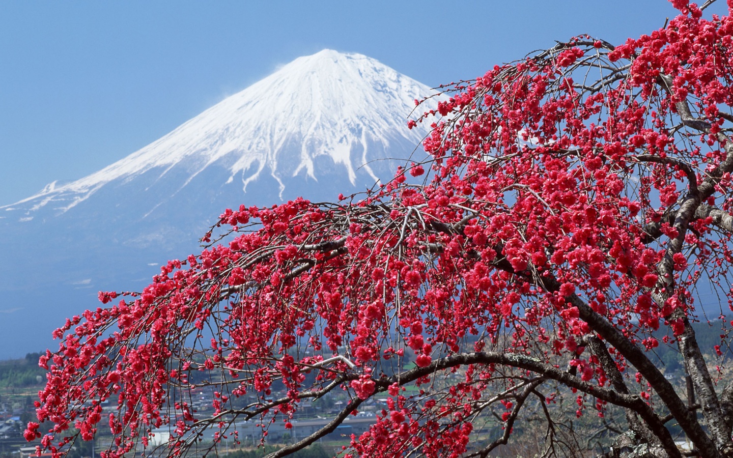 251548 Hintergrundbild herunterladen vulkane, erde/natur, fujisan, planze, schnee, baum - Bildschirmschoner und Bilder kostenlos