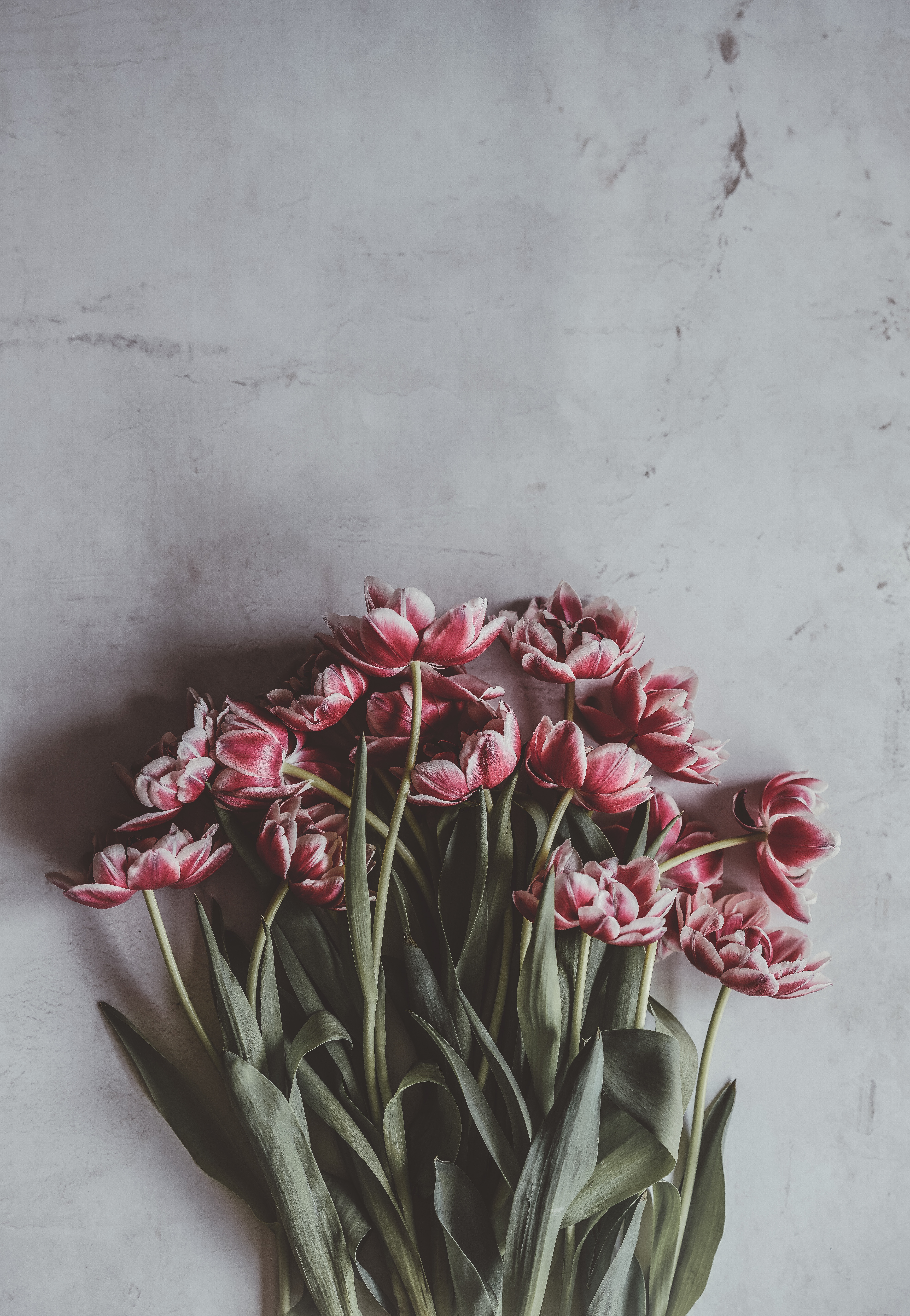 tulips, buds, flowers, bouquet, stems