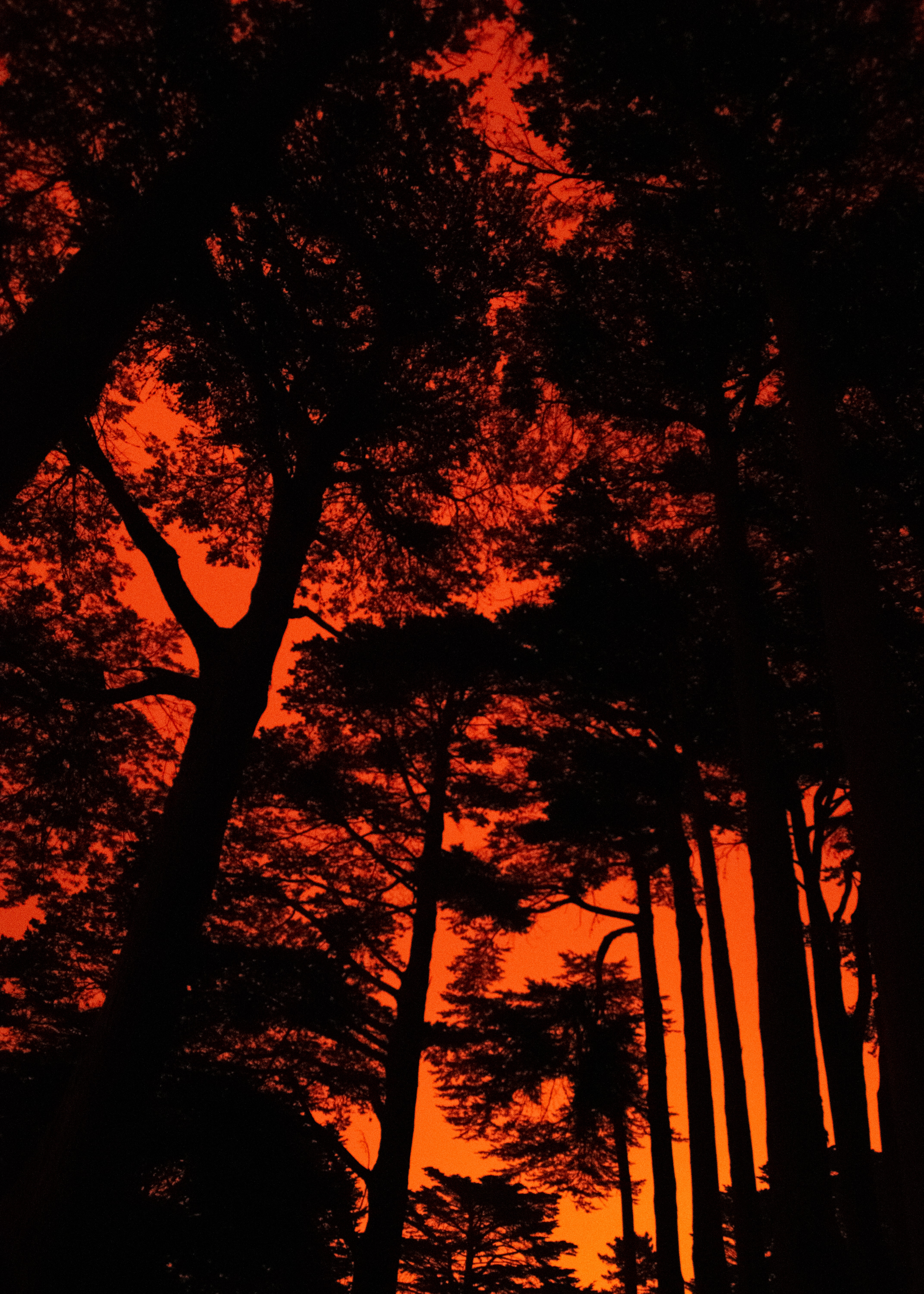 Laden Sie das Bäume, Sunset, Silhouette, Das Schwarze, Dunkel-Bild kostenlos auf Ihren PC-Desktop herunter