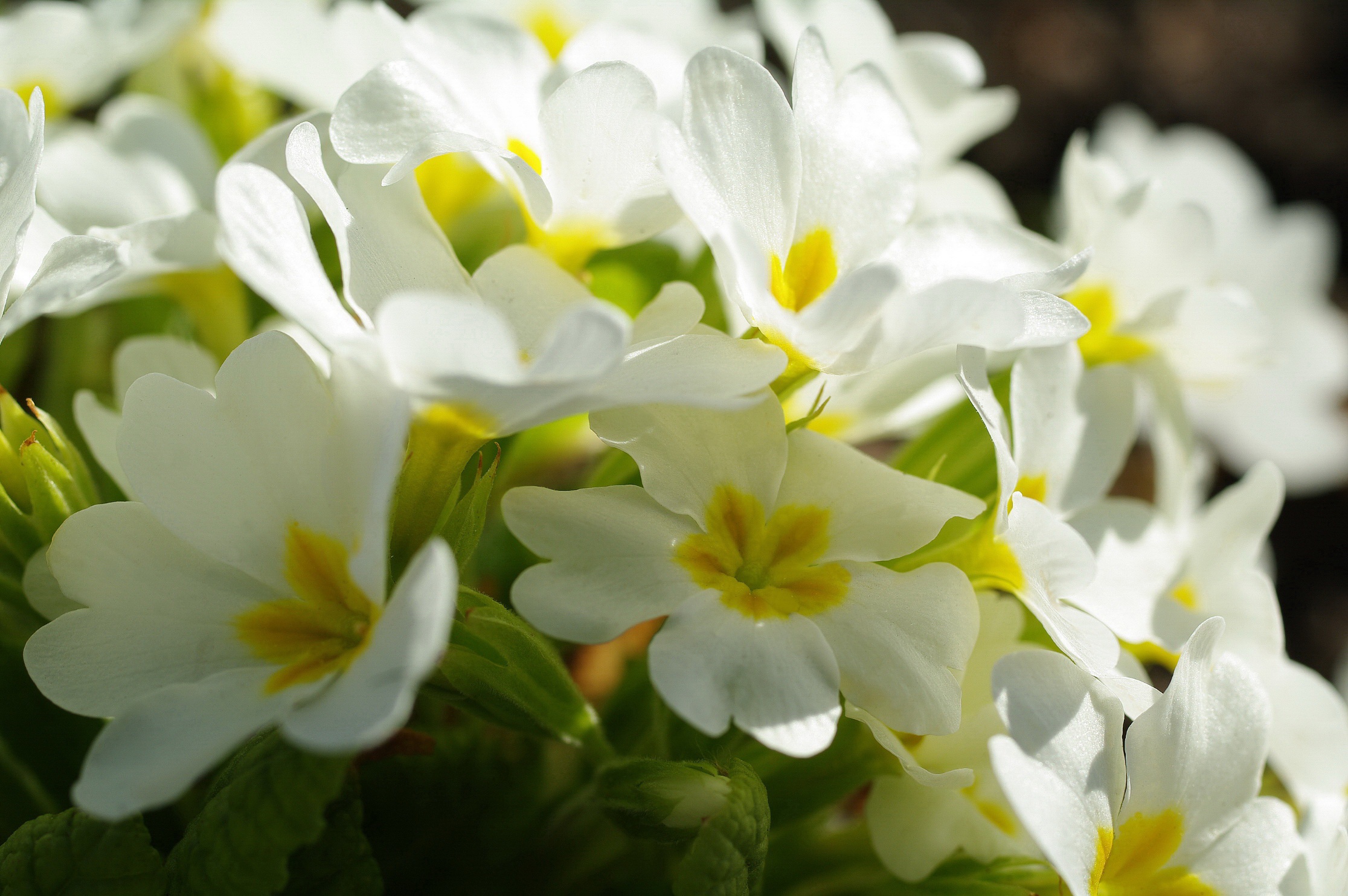 earth, primula, close up, flower, nature, white flower, flowers